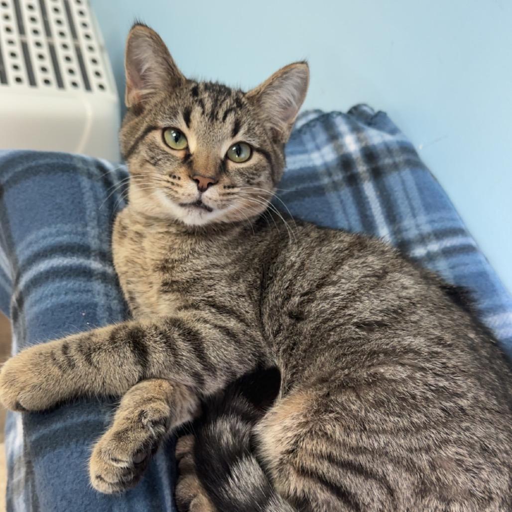 Enlarge Tailpipe, a Adoptable Domestic Short Hair in Henderson, KY image 3/5