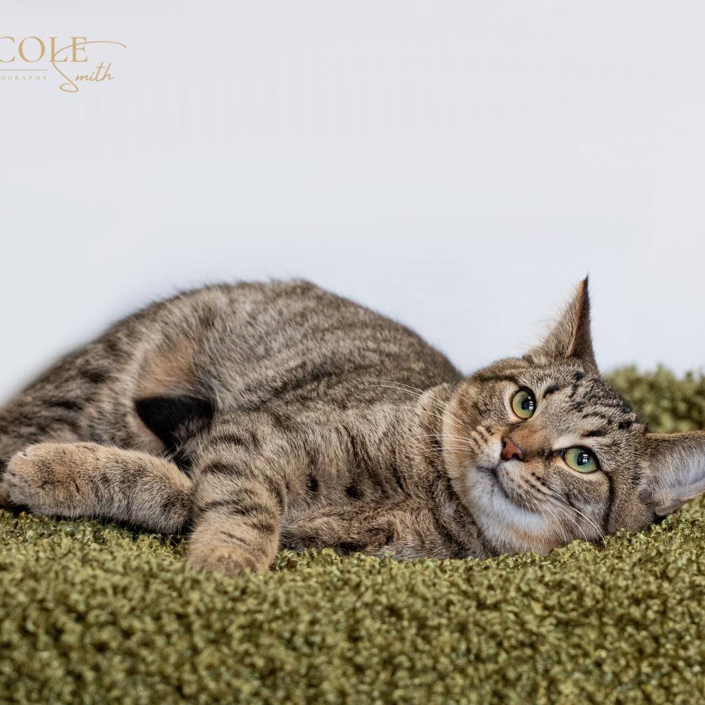 Enlarge Tailpipe, a Adoptable Domestic Short Hair in Henderson, KY image 4/5