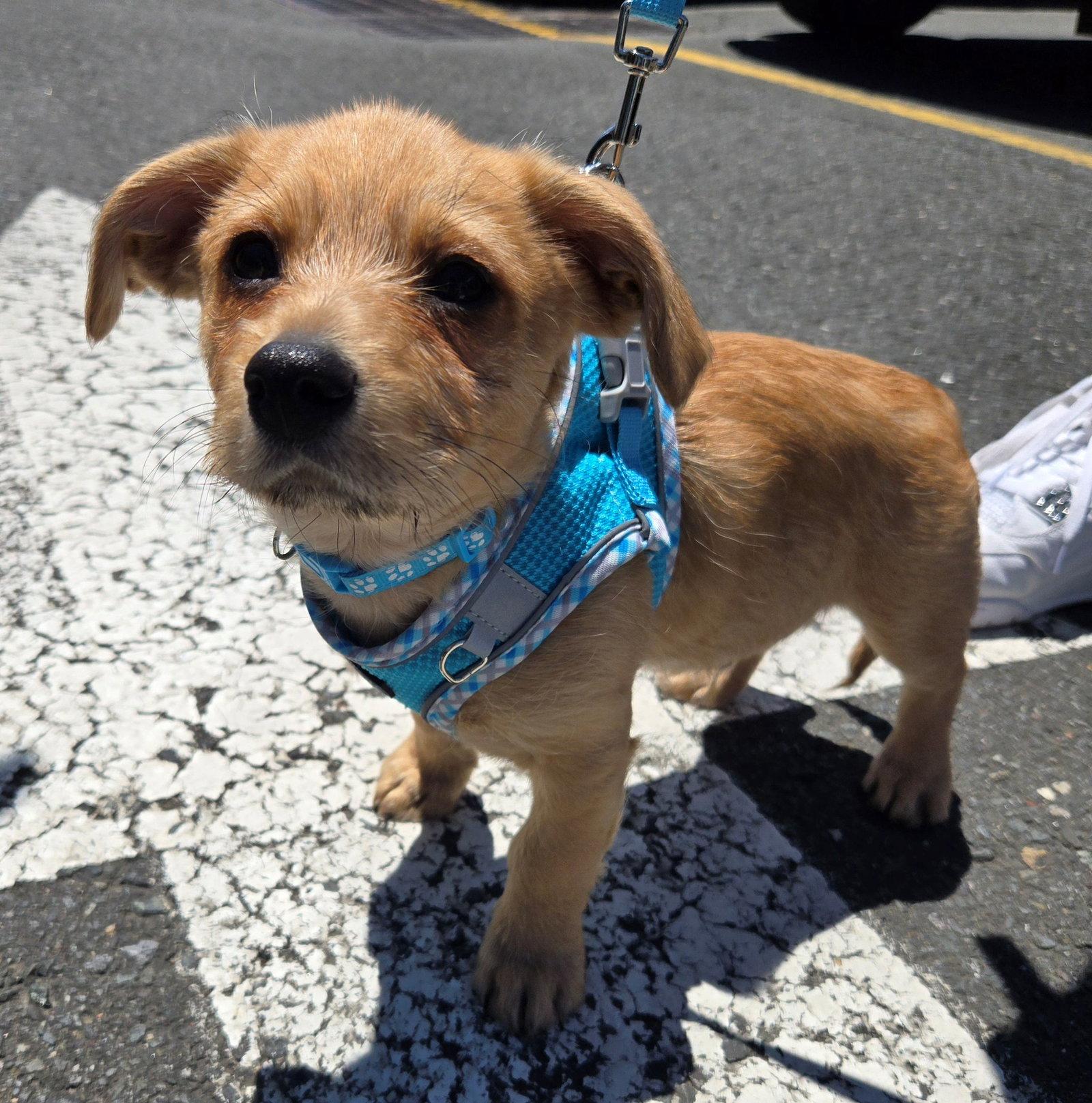 Puddles, Adoptable, Puppy Male Terrier.