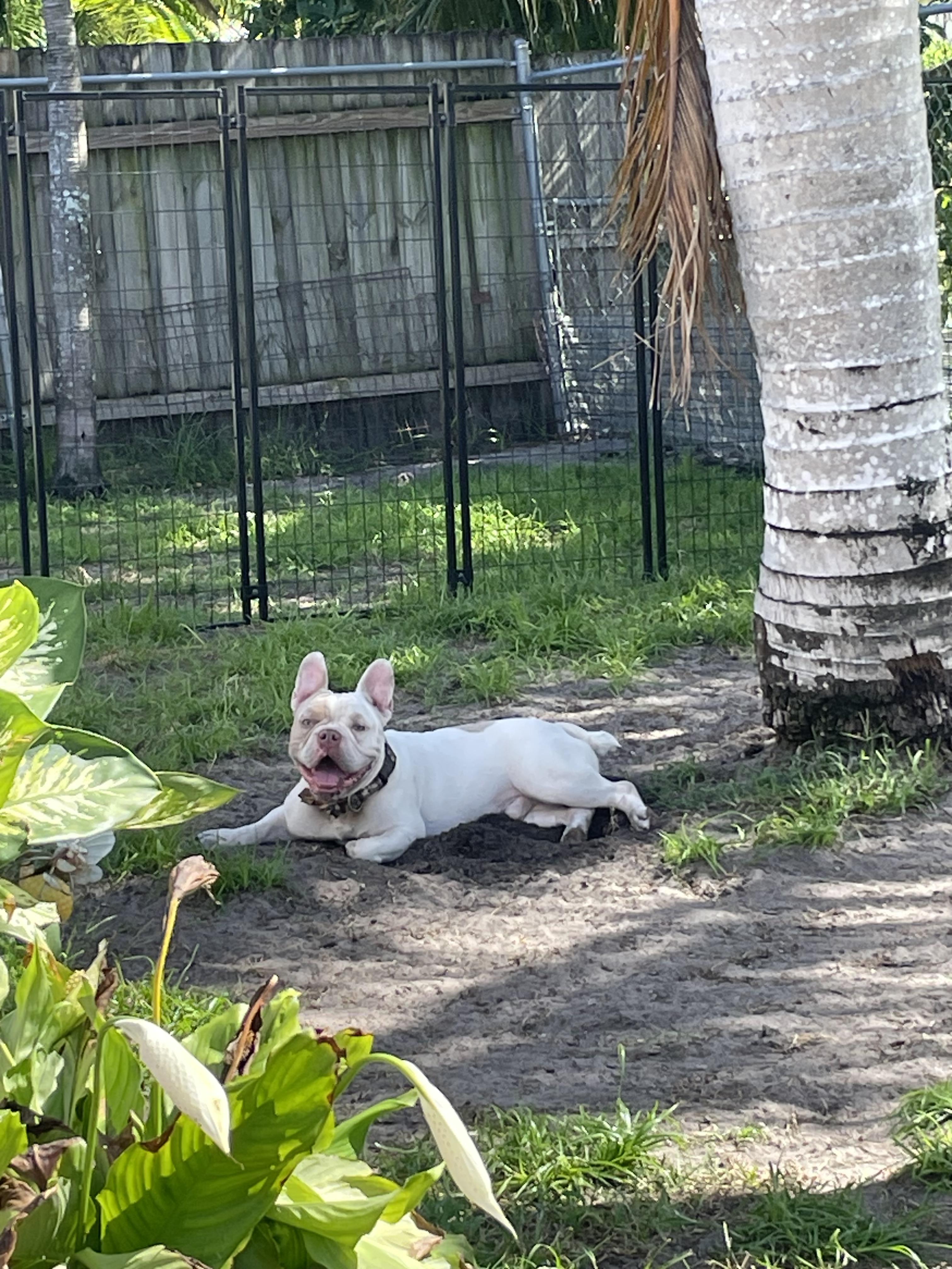 Enlarge Bowie, an adoptable mixed breed in North Miami, FL image 1/6