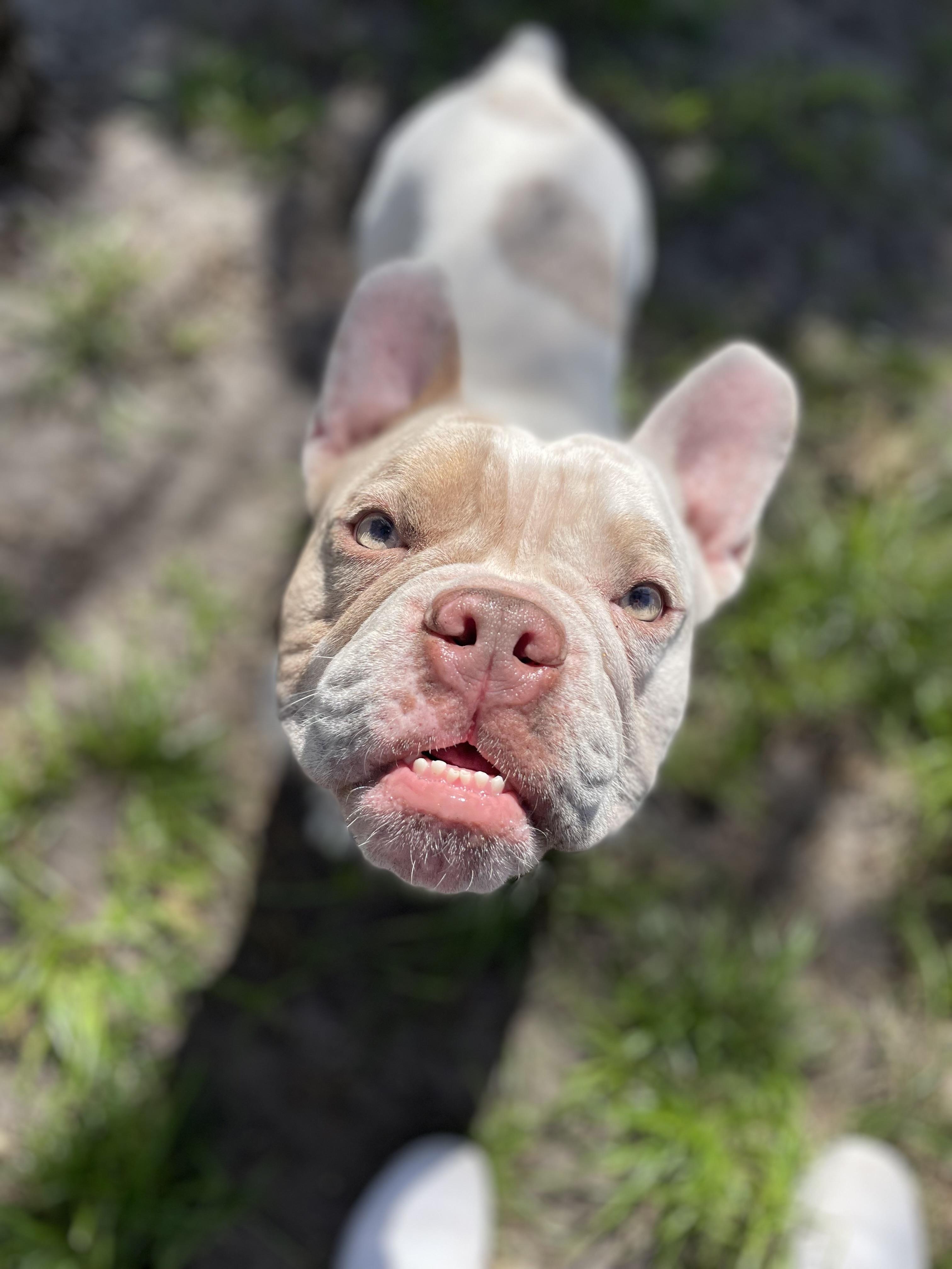 Enlarge Bowie, an adoptable mixed breed in North Miami, FL image 2/6