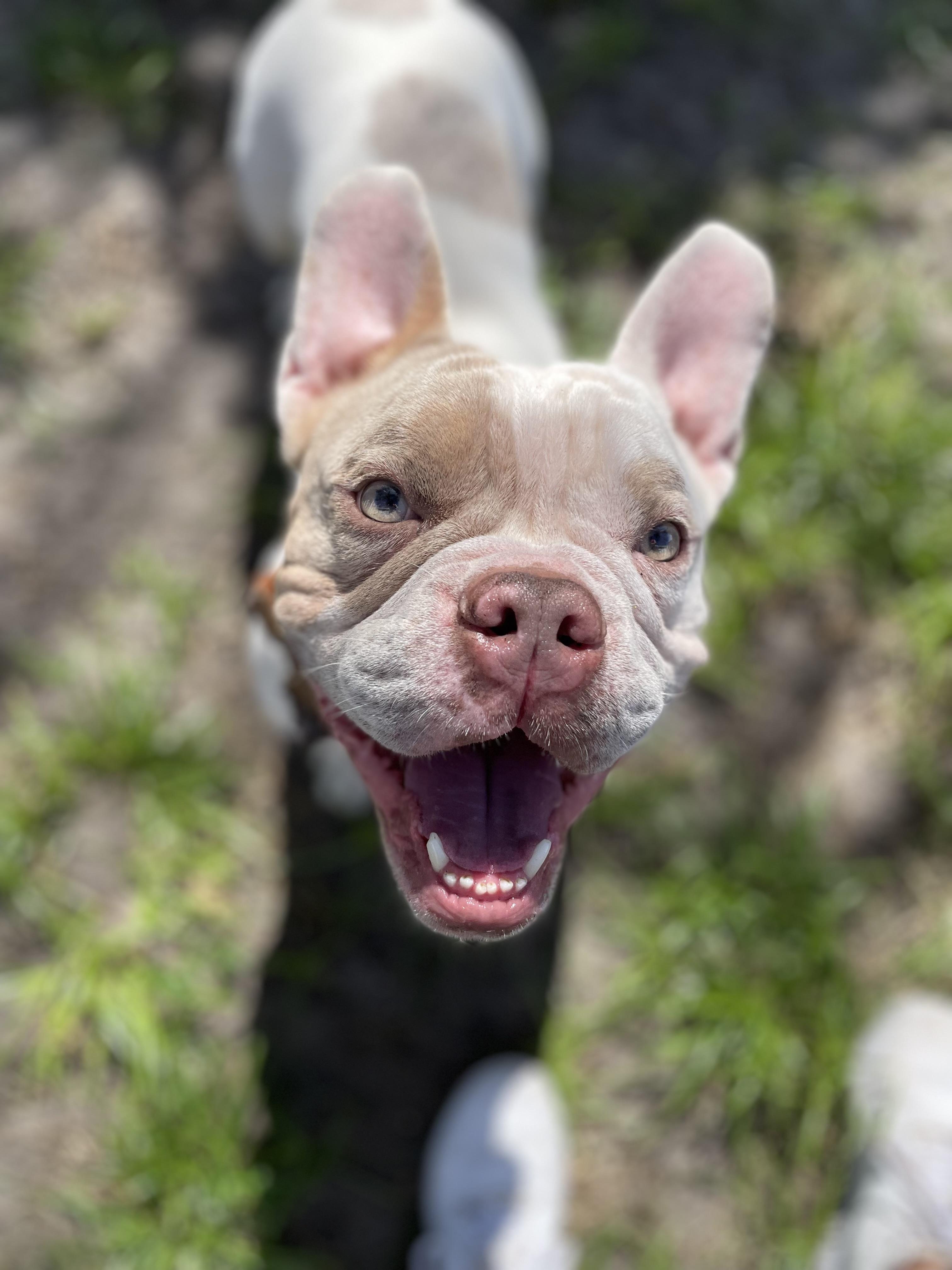 Enlarge Bowie, an adoptable mixed breed in North Miami, FL image 3/6