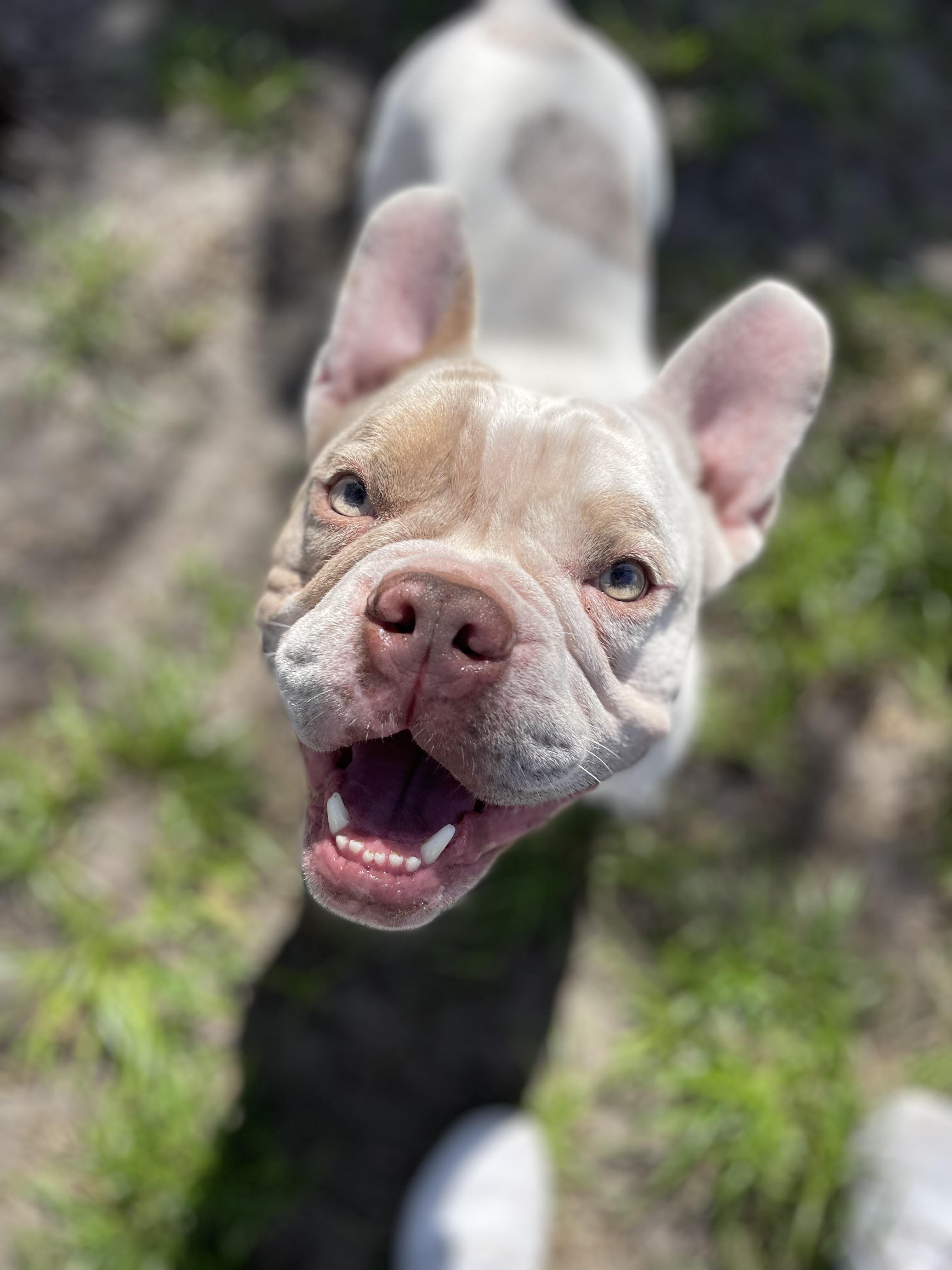 Enlarge Bowie, an adoptable mixed breed in North Miami, FL image 4/6