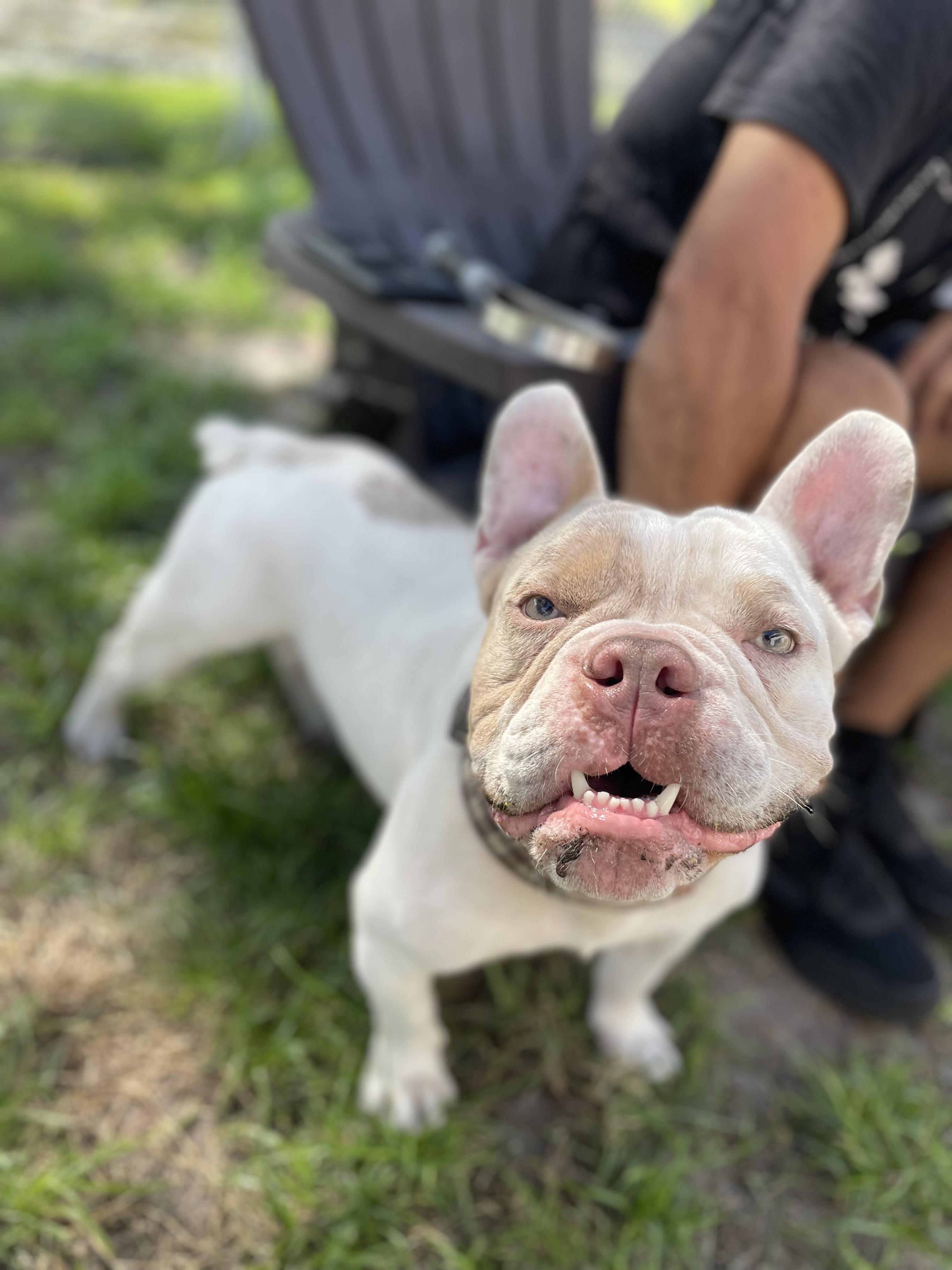 Enlarge Bowie, an adoptable mixed breed in North Miami, FL image 5/6