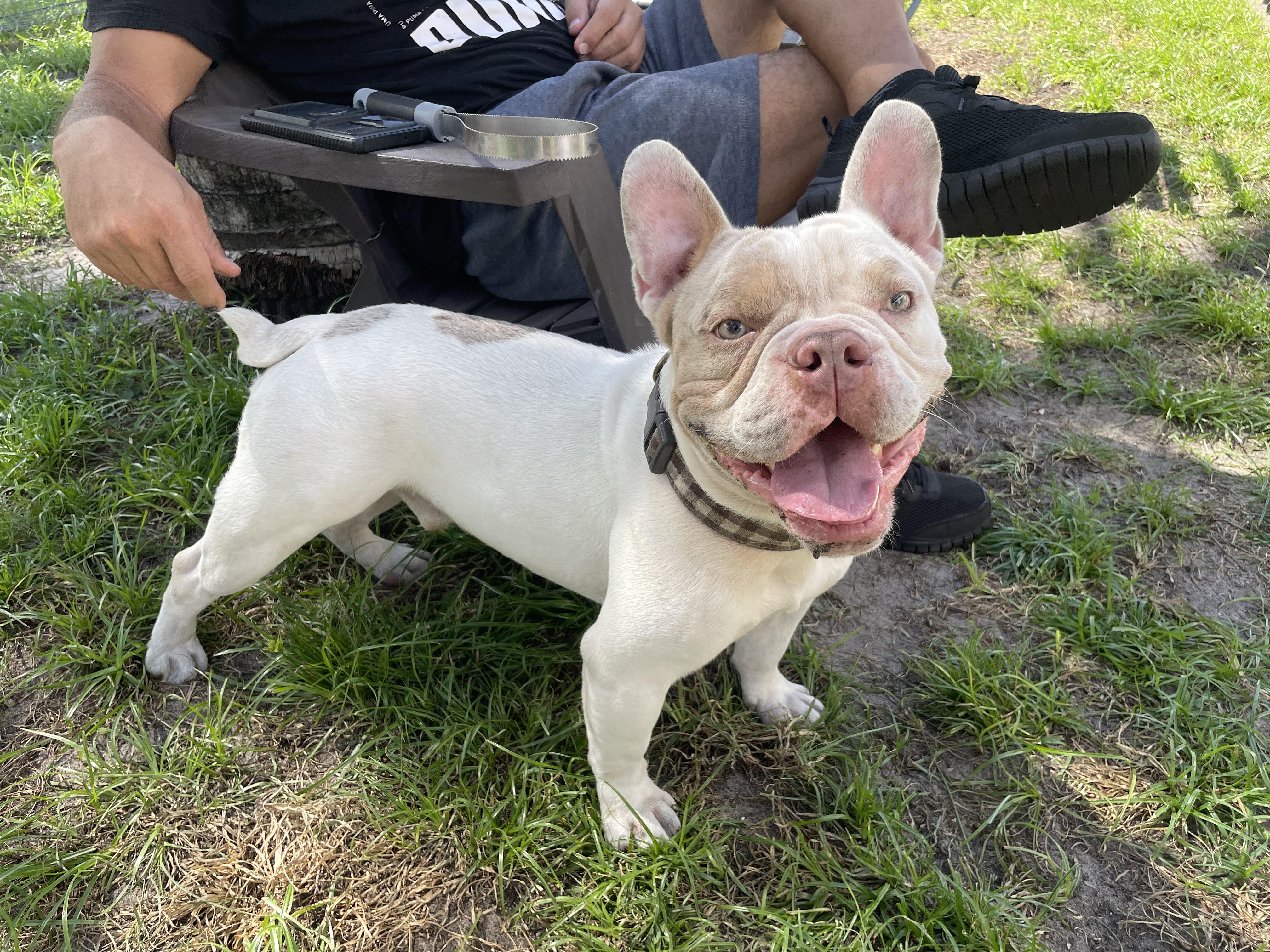 Enlarge Bowie, an adoptable mixed breed in North Miami, FL image 6/6