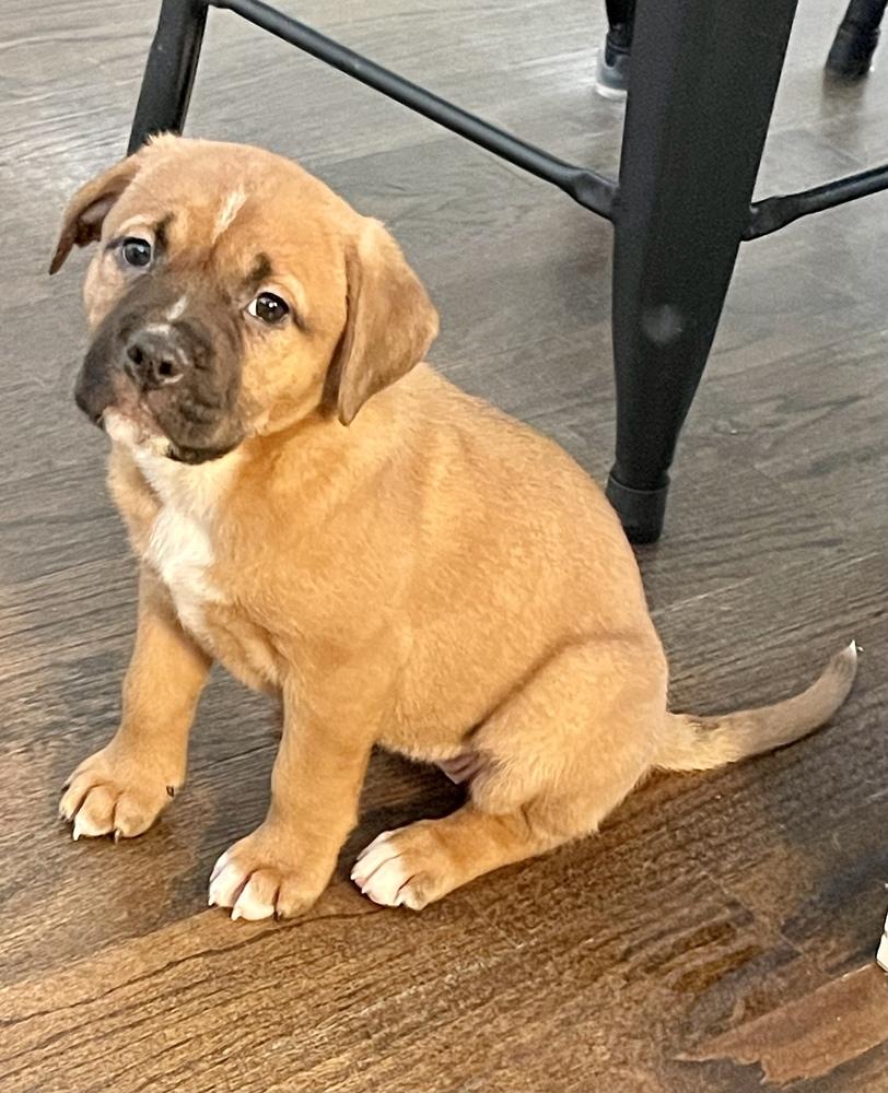 Camilla, Adoptable, Puppy Female Shepherd & Pit Bull Terrier.