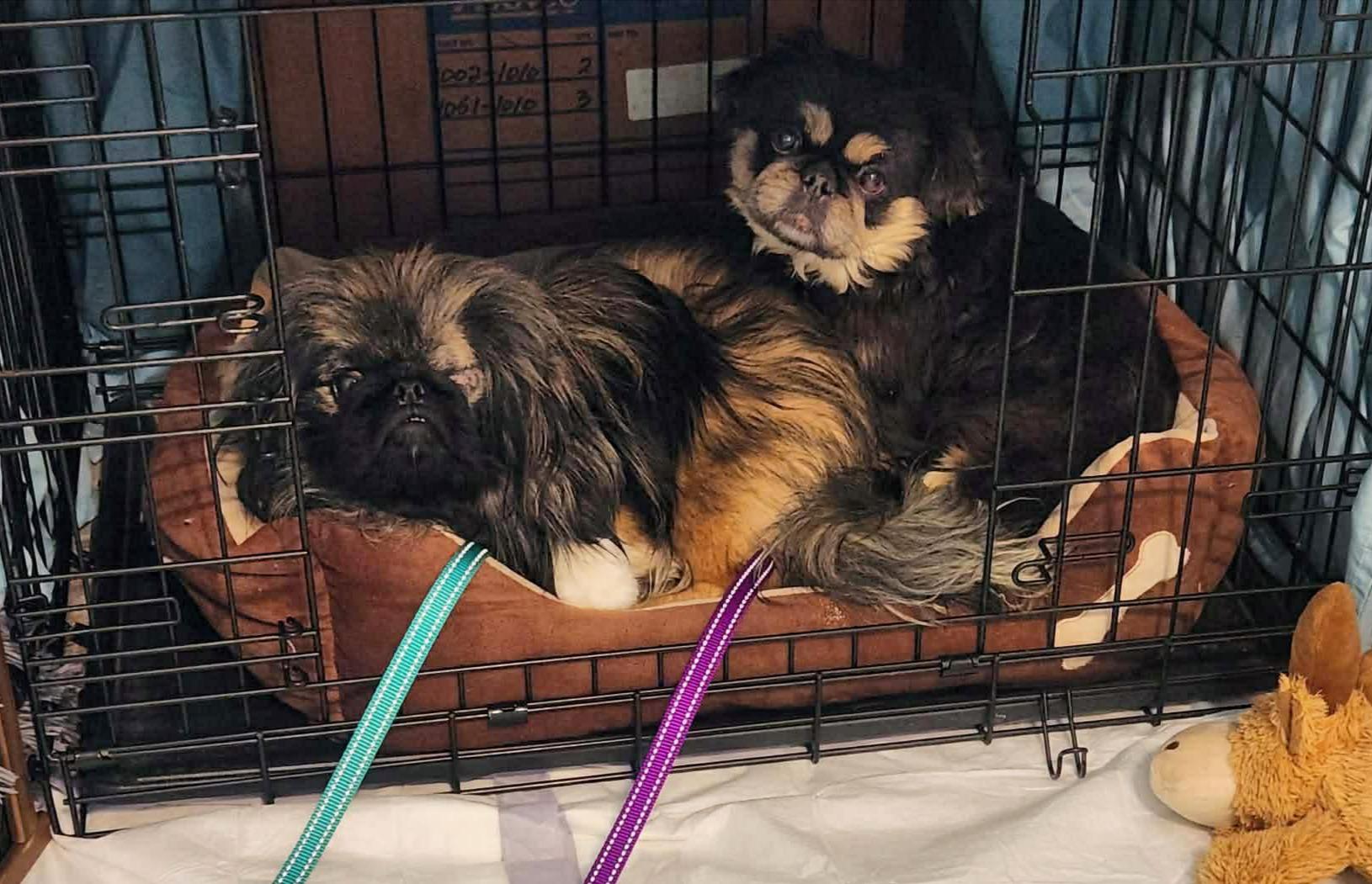 Enlarge Holly, an adopted Pekingese in Portland, ME image 2/2