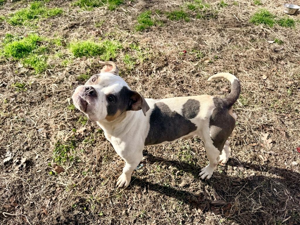 Blueberry, adopted, Young Male Bulldog.