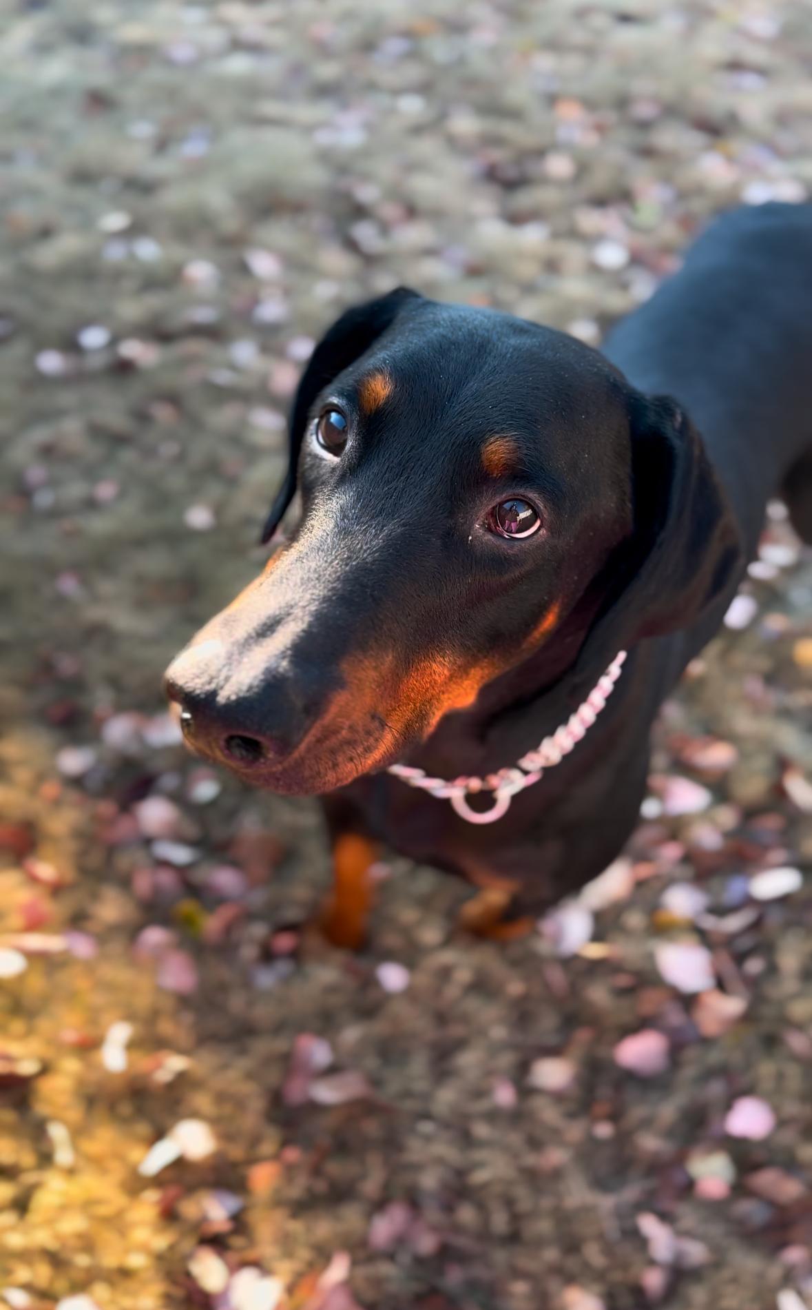 Clyde