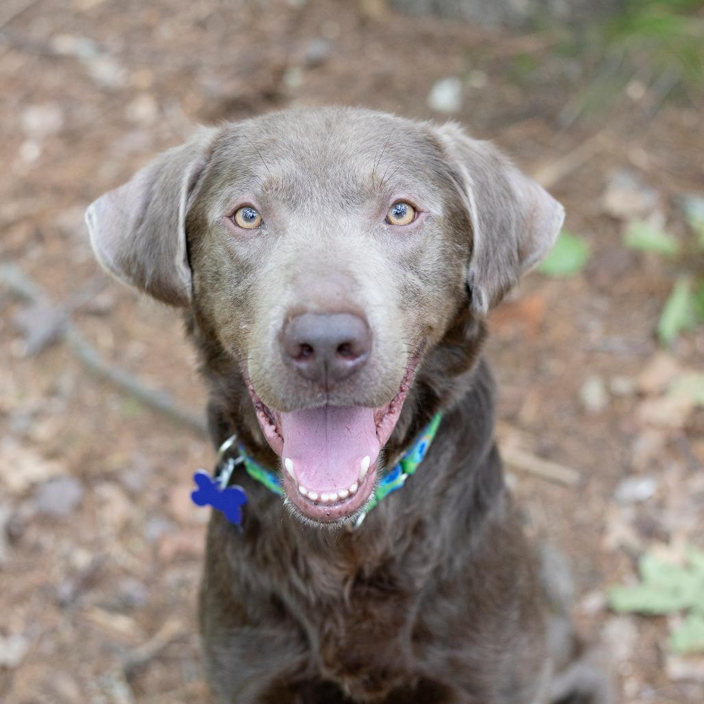 Romeo, Adoptable, Adult Male Labrador Retriever & Mixed Breed.