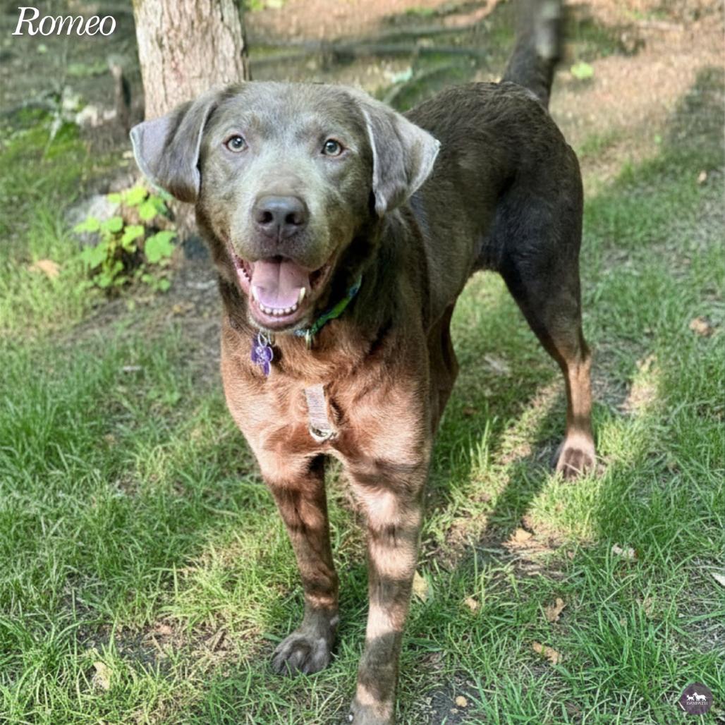 Enlarge Romeo, a Adoptable mixed breed in Hopkinton, MA image 2/6