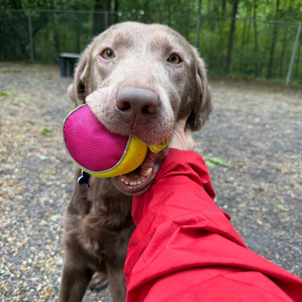 Enlarge Romeo, a Adoptable mixed breed in Hopkinton, MA image 3/6