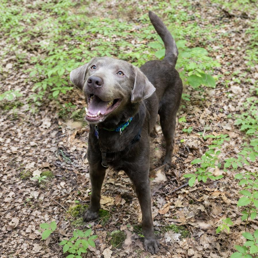 Enlarge Romeo, a Adoptable mixed breed in Hopkinton, MA image 5/6