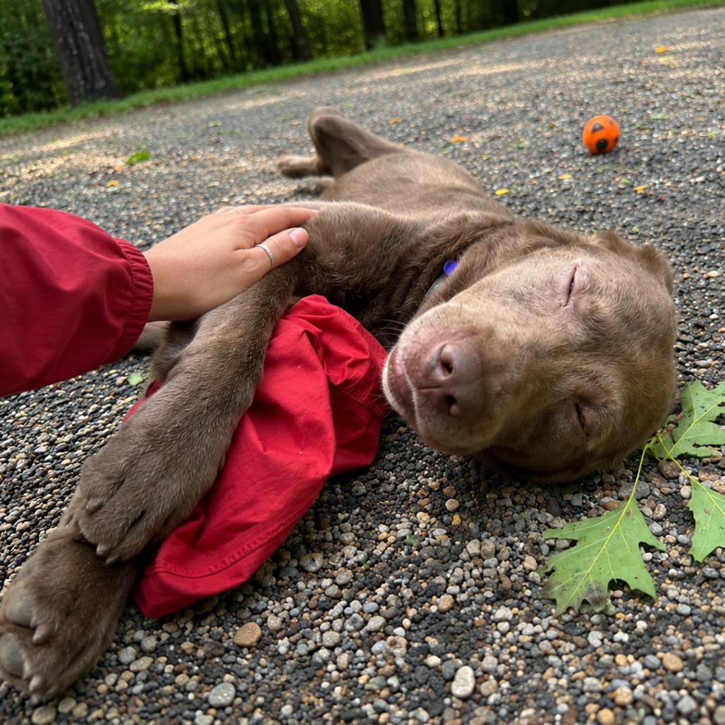 Enlarge Romeo, a Adoptable mixed breed in Hopkinton, MA image 6/6