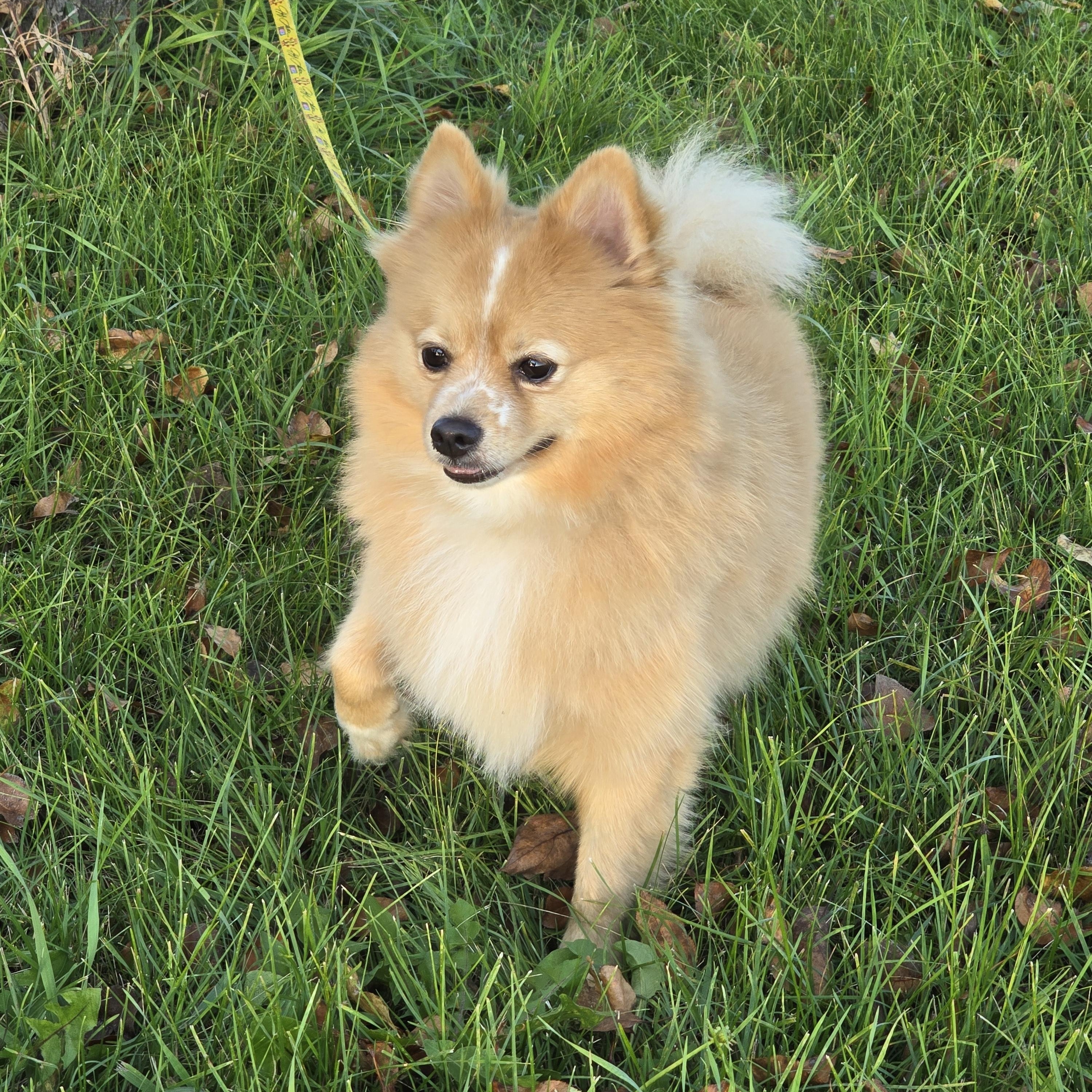 Boog-*adopted *, an adoptable Pomeranian in Jamestown, ND, 58401 | Photo Image 4