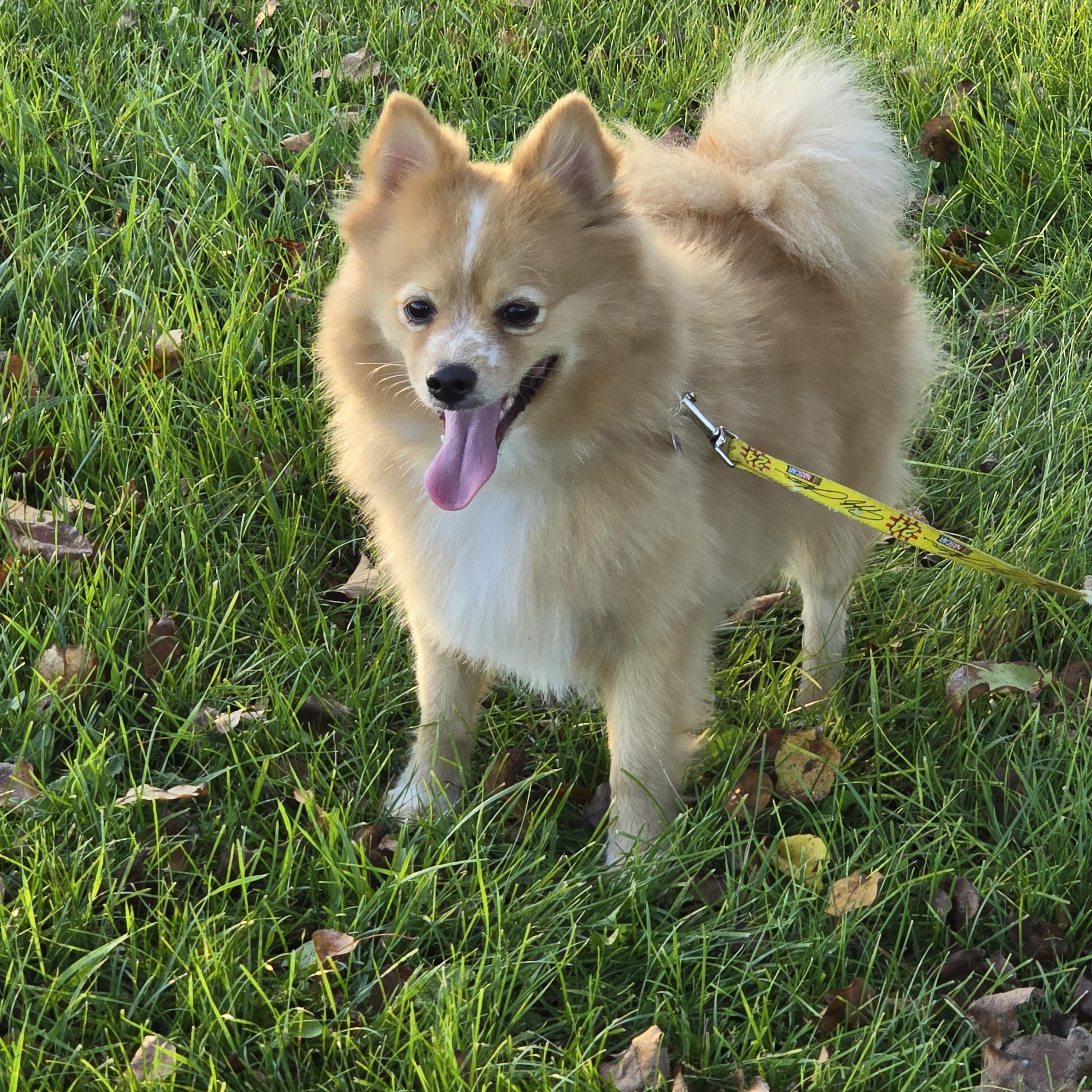 Boog-*adopted *, an adoptable Pomeranian in Jamestown, ND, 58401 | Photo Image 5