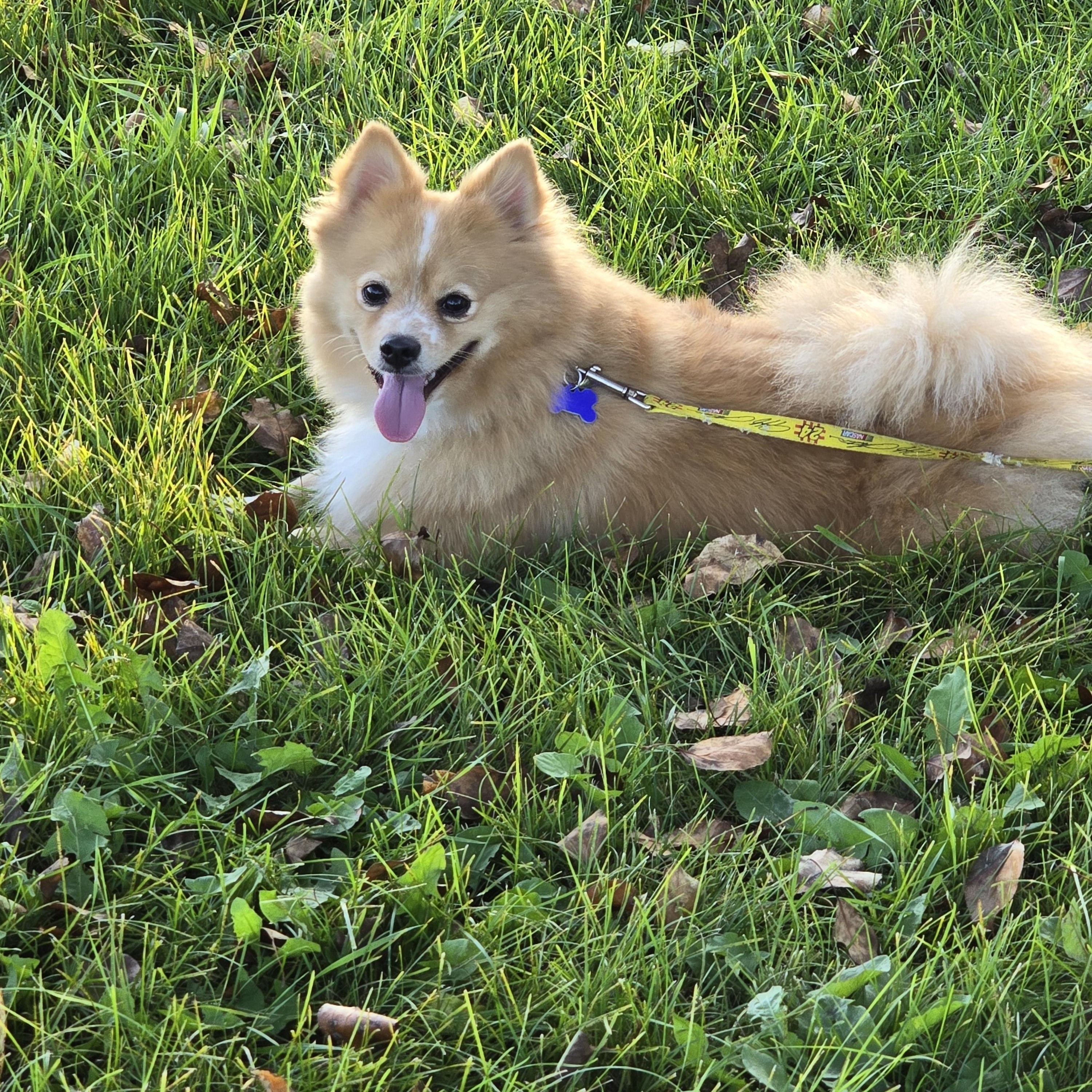 Boog-*adopted *, an adoptable Pomeranian in Jamestown, ND, 58401 | Photo Image 6