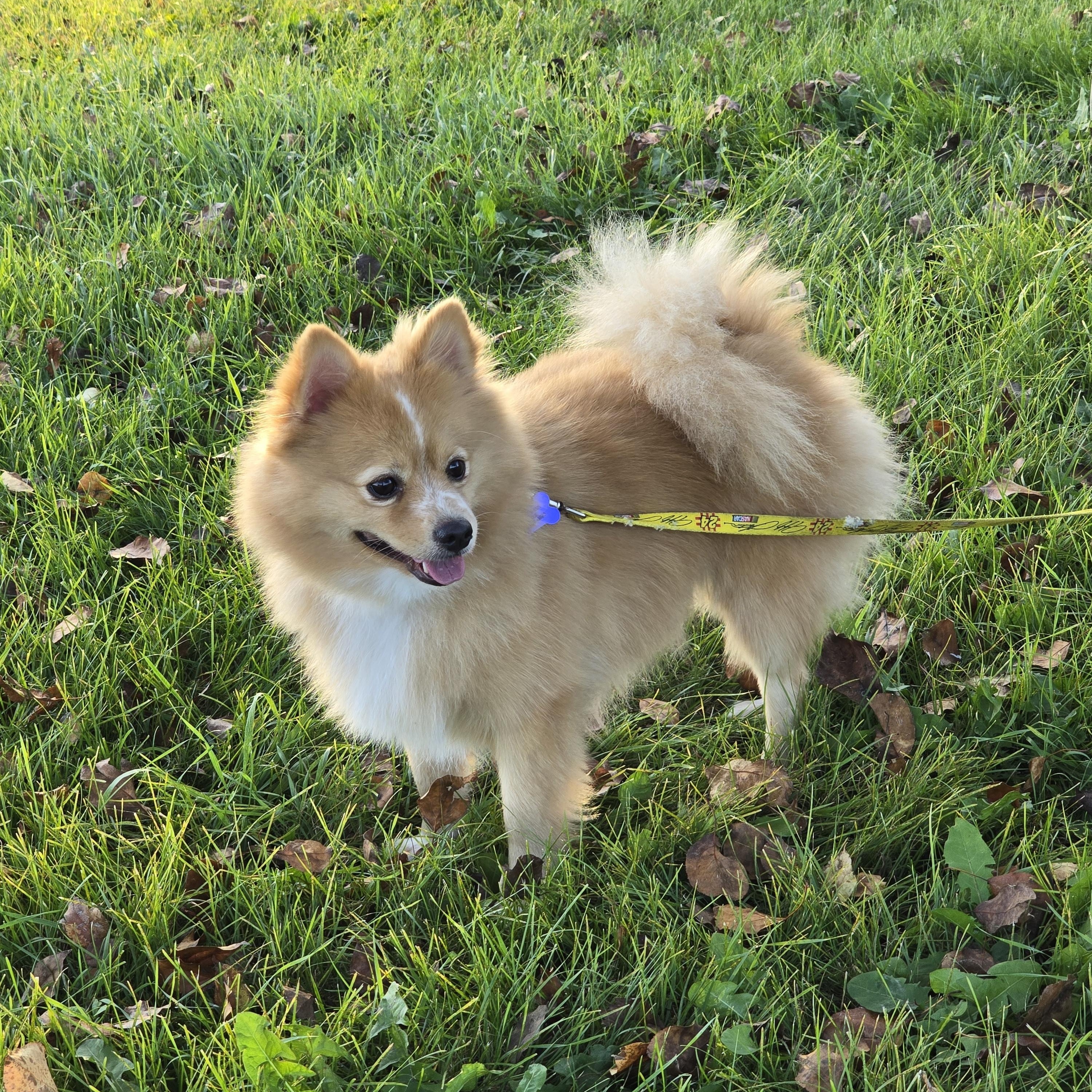 Boog-*adopted *, an adoptable Pomeranian in Jamestown, ND, 58401 | Photo Image 3