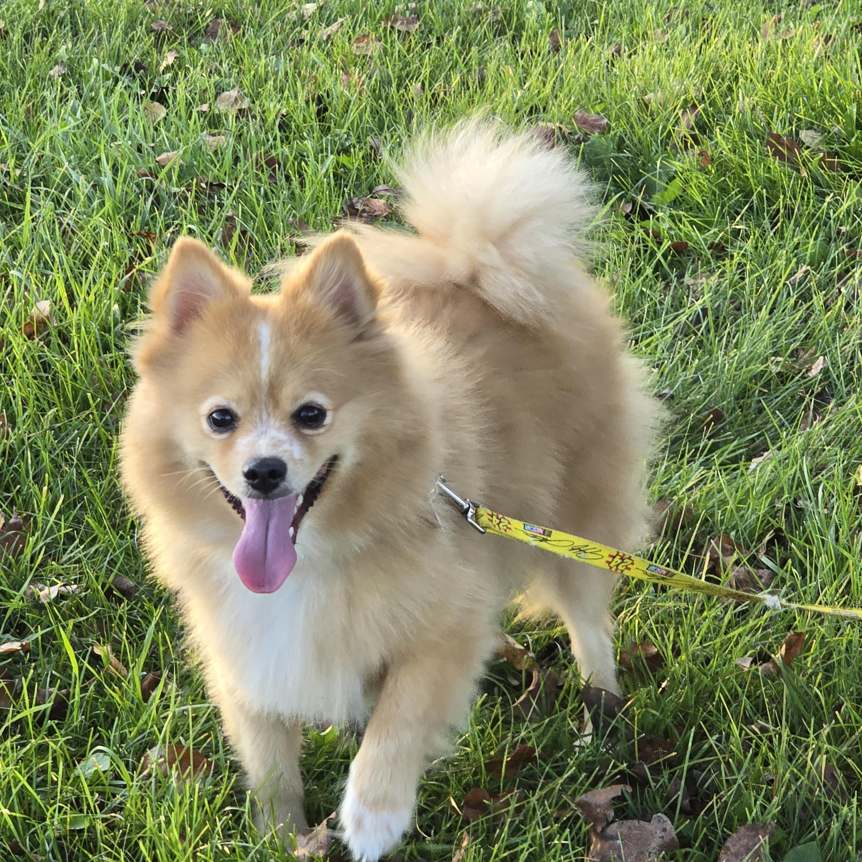 Boog-*adopted *, an adoptable Pomeranian in Jamestown, ND, 58401 | Photo Image 1