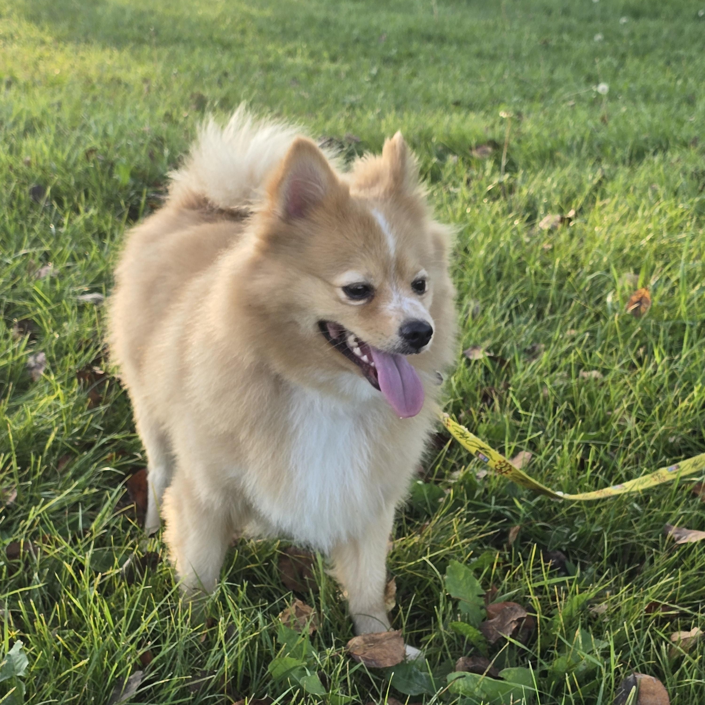 Boog-*adopted *, an adoptable Pomeranian in Jamestown, ND, 58401 | Photo Image 2