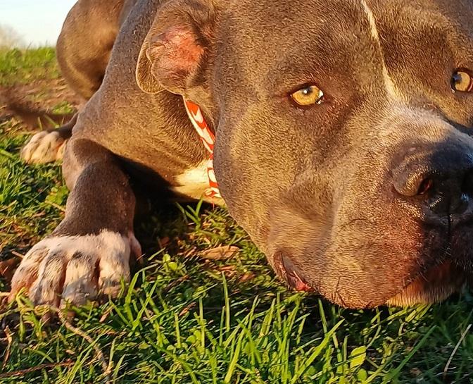 Enlarge Antonia - great sweet companion (222250912), a Adoptable mixed breed in West Roxbury, MA image 6/6