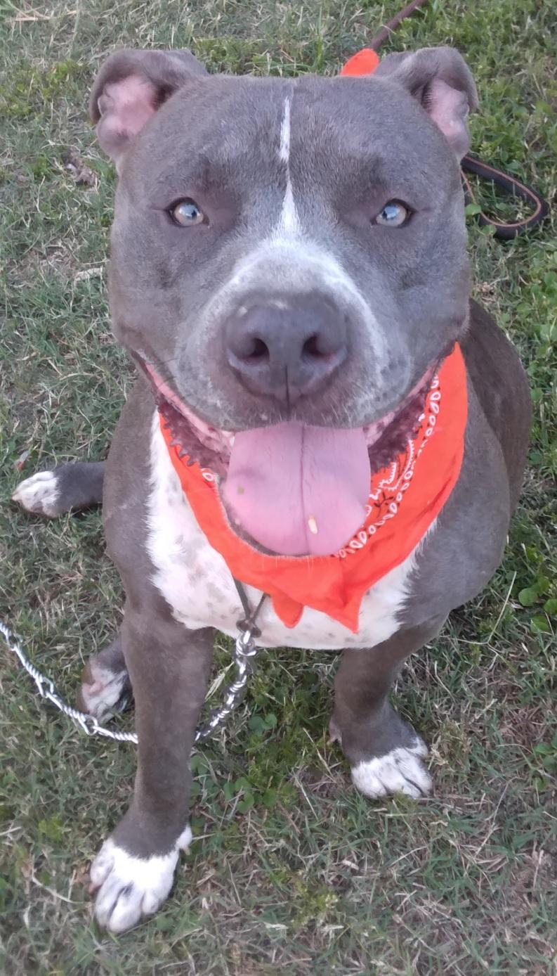 Enlarge Antonia - great sweet companion (222250912), a Adoptable mixed breed in West Roxbury, MA image 4/6