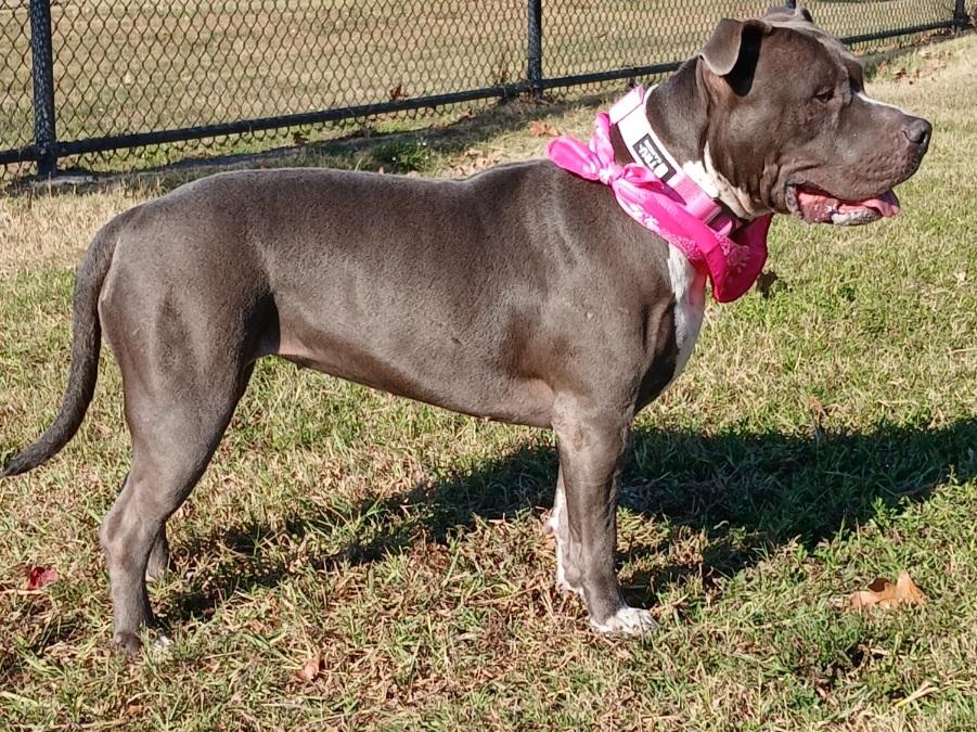 Enlarge Antonia - great sweet companion (222250912), a Adoptable mixed breed in West Roxbury, MA image 3/6