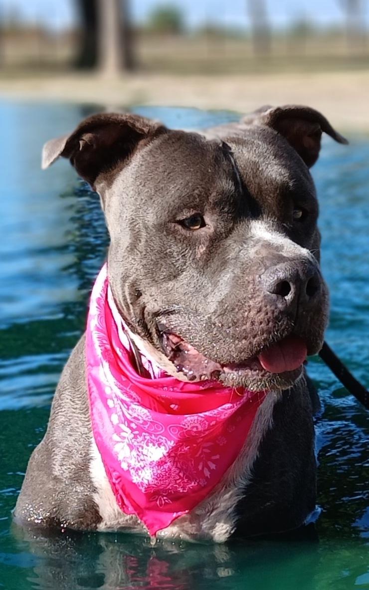 Enlarge Antonia - great sweet companion (222250912), a Adoptable mixed breed in West Roxbury, MA image 2/6