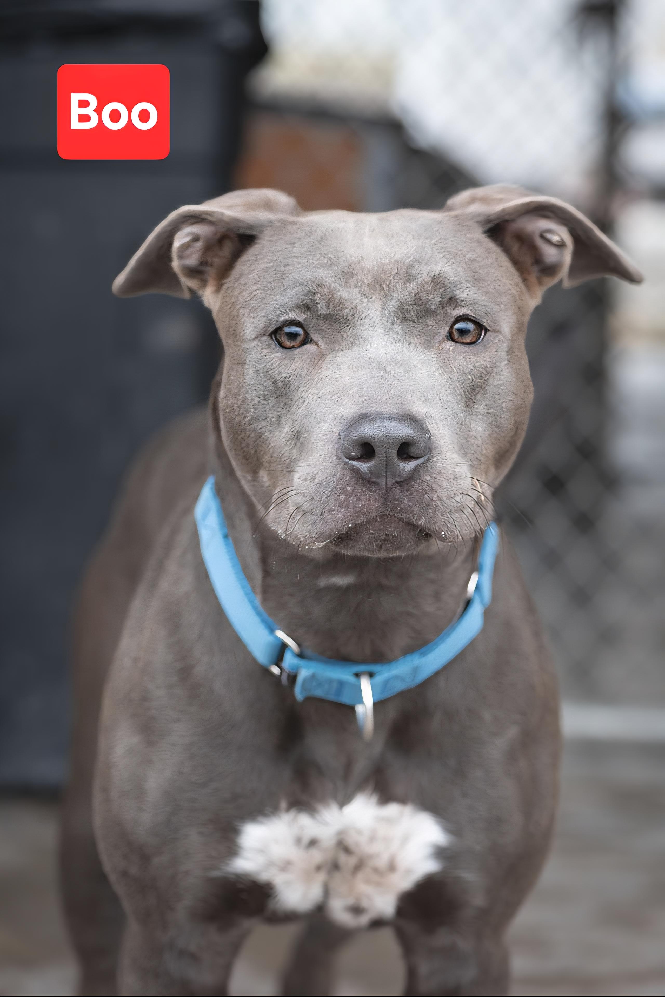 Boo, ADOPTABLE, Young Female Labrador Retriever & American Staffordshire Terrier.