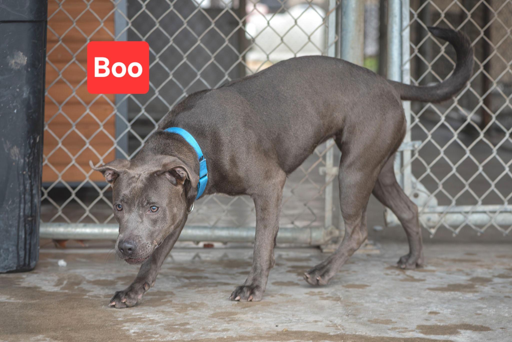 Enlarge Boo, a ADOPTABLE mixed breed in Clinton, MO image 2/2