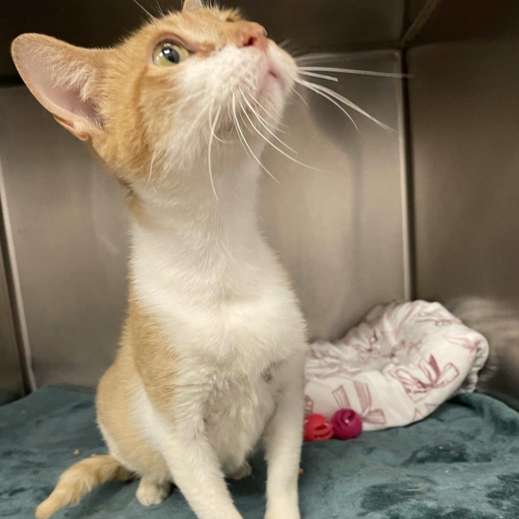 Salsita, Adoptable, Adult Female Domestic Short Hair.
