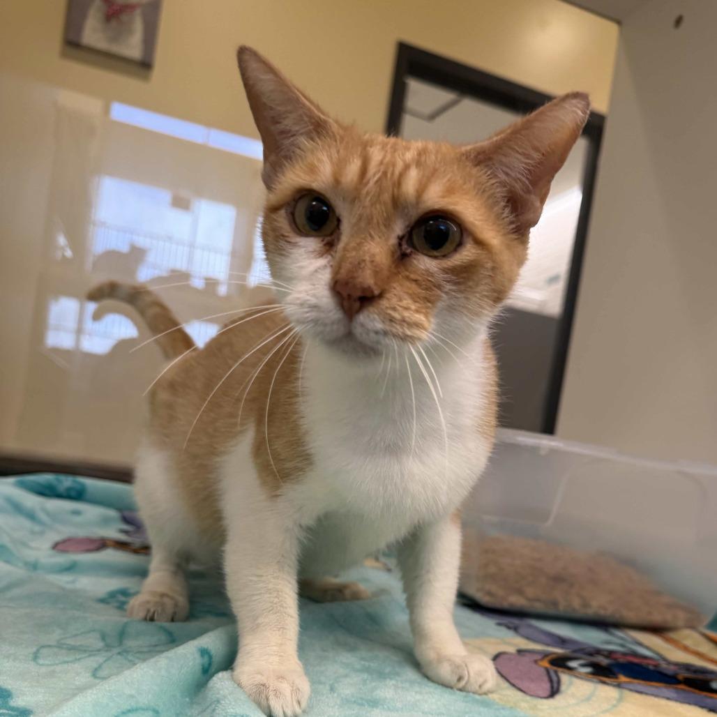 Enlarge Salsita, a Adoptable Domestic Short Hair in Beaumont, TX image 2/5