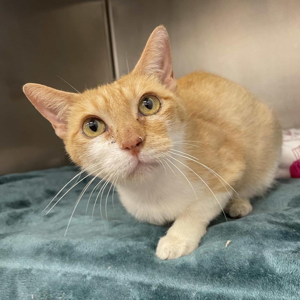 Enlarge Salsita, a Adoptable Domestic Short Hair in Beaumont, TX image 3/5