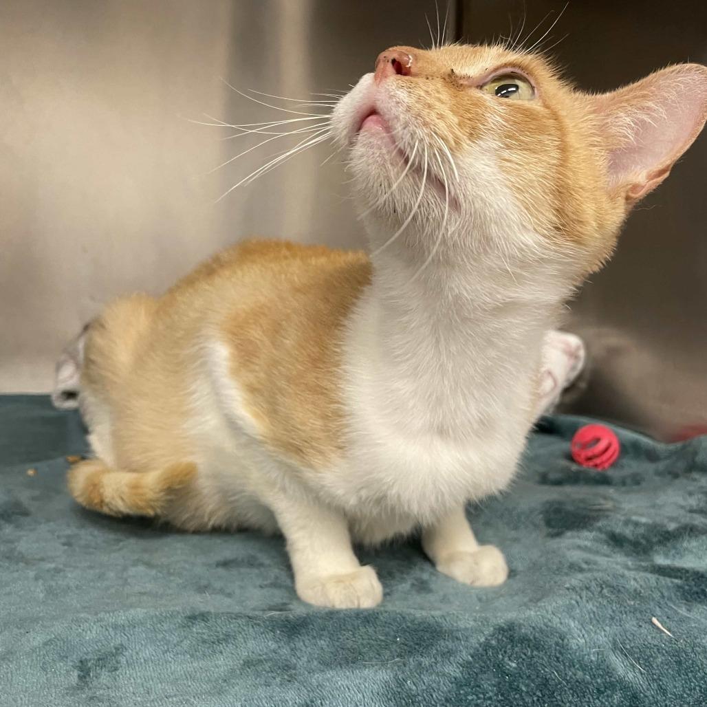 Enlarge Salsita, a Adoptable Domestic Short Hair in Beaumont, TX image 4/5