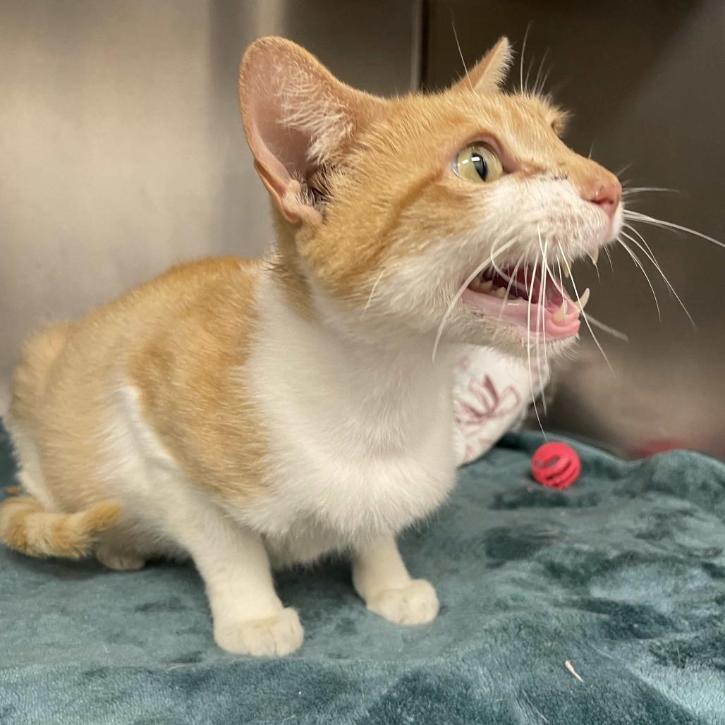 Enlarge Salsita, a Adoptable Domestic Short Hair in Beaumont, TX image 5/5