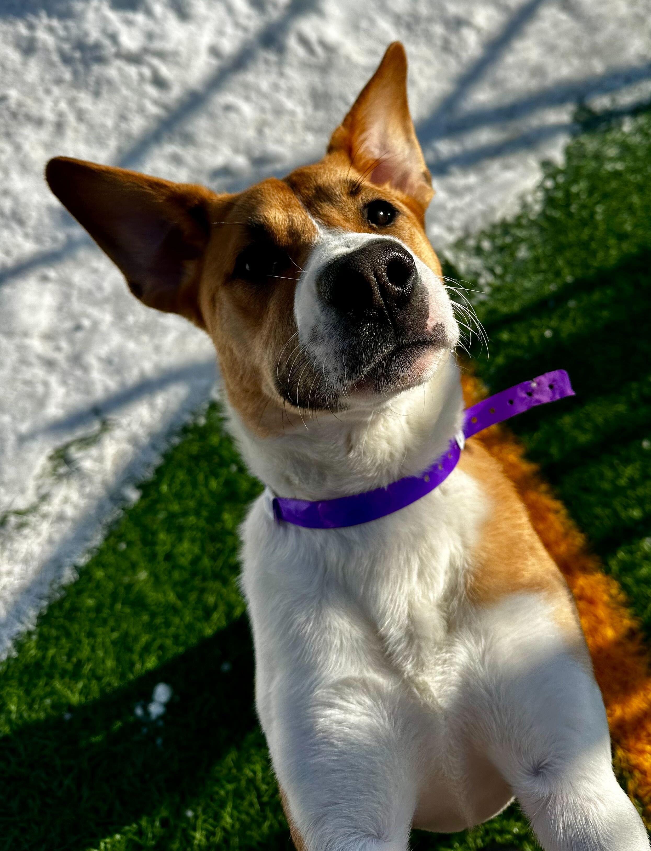Elowyn *HERE IN NH*, an adoptable Mixed Breed in Northwood, NH image 2/6