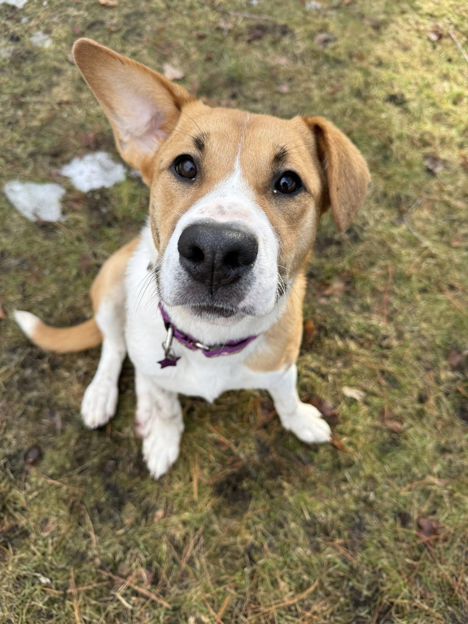 Elowyn *HERE IN NH*, an adoptable Mixed Breed in Northwood, NH image 1/6