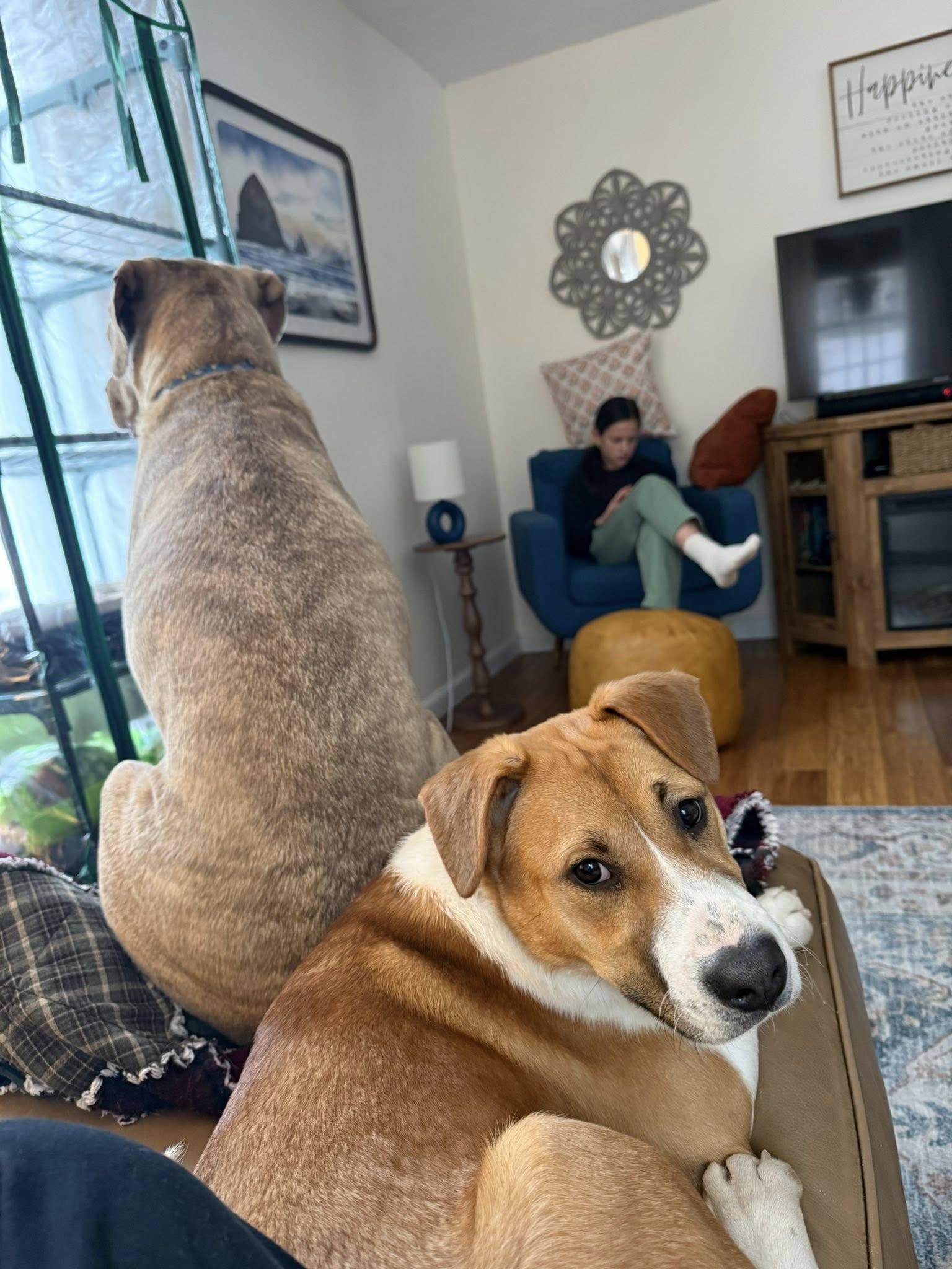 Elowyn *HERE IN NH*, an adoptable Mixed Breed in Northwood, NH image 6/6