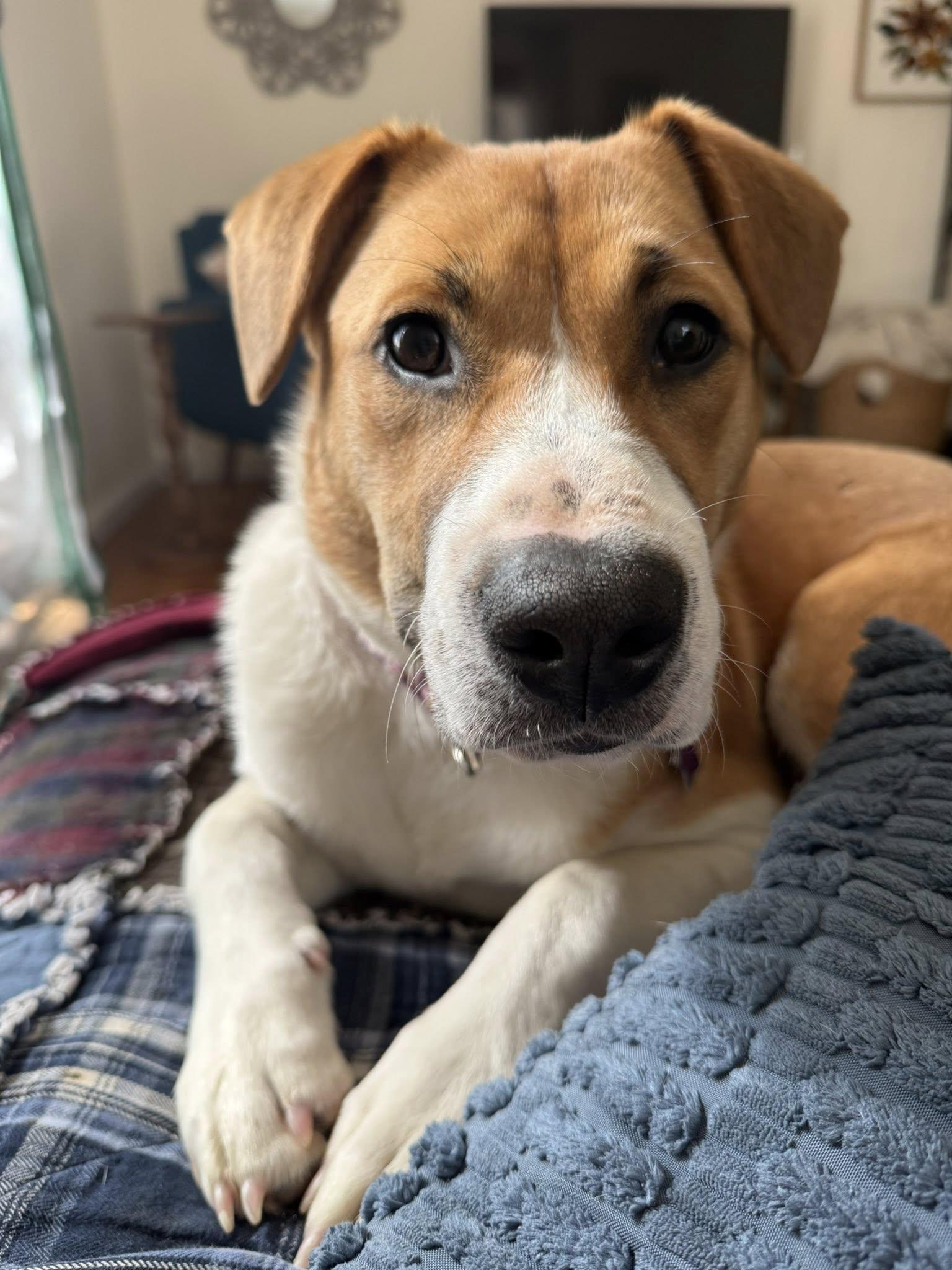 Elowyn *HERE IN NH*, an adoptable Mixed Breed in Northwood, NH image 4/6