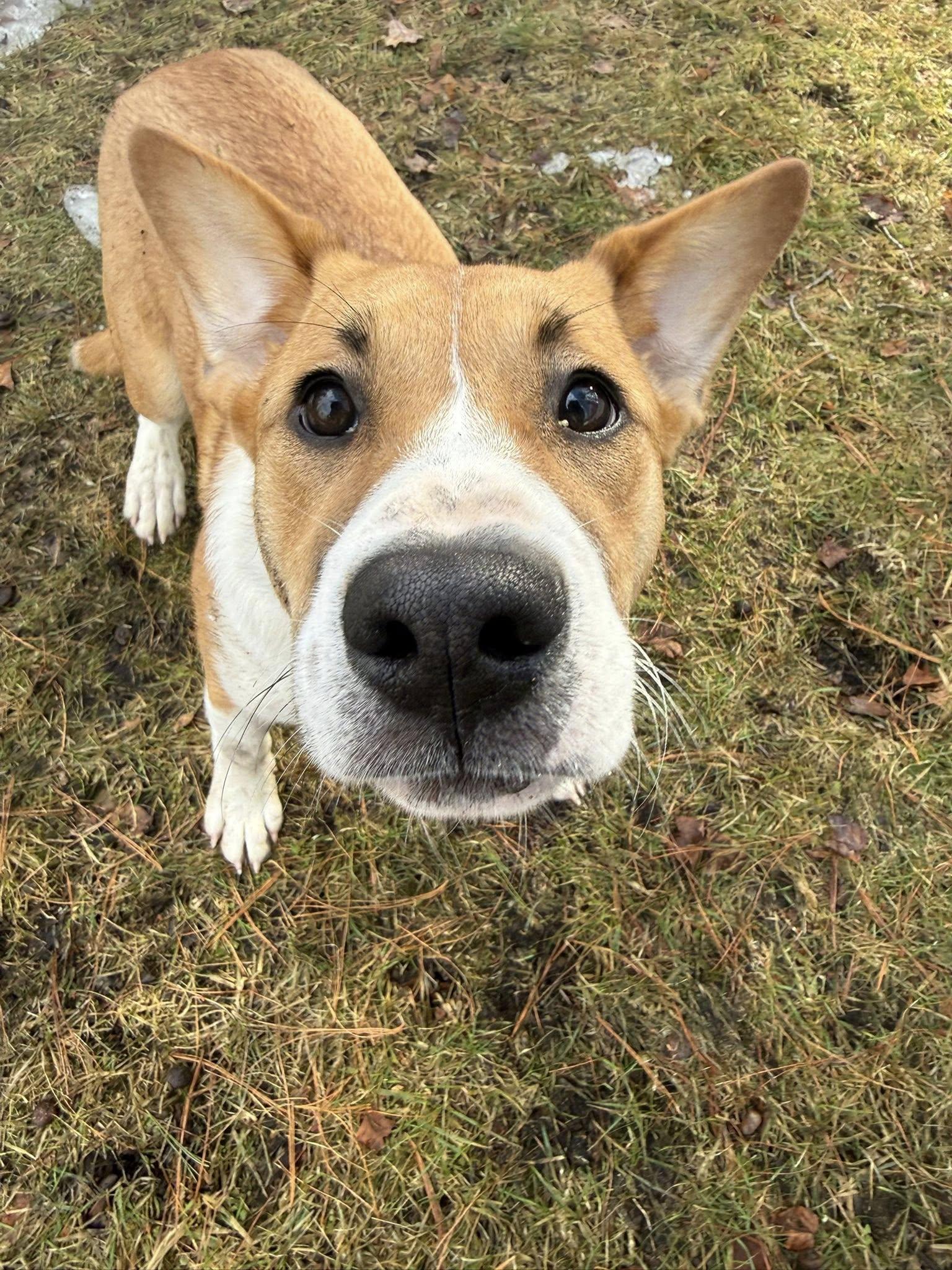 Elowyn *HERE IN NH*, an adoptable Mixed Breed in Northwood, NH image 5/6