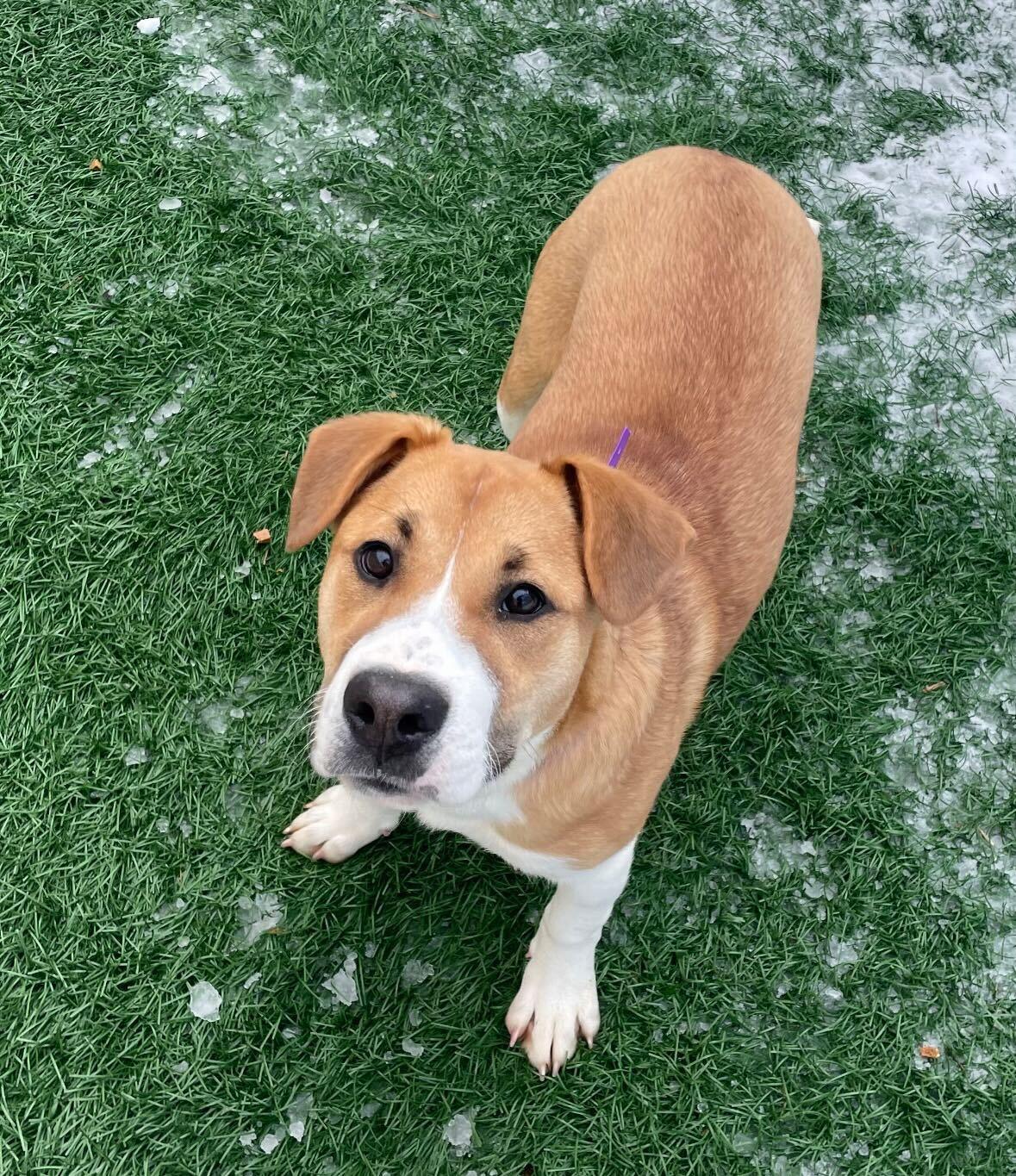 Elowyn *HERE IN NH*, an adoptable Mixed Breed in Northwood, NH image 3/6