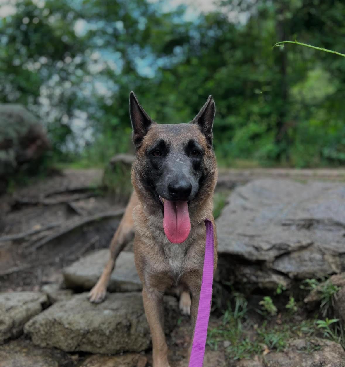 Grace, ADOPTABLE, Adult Female Belgian Shepherd / Malinois.