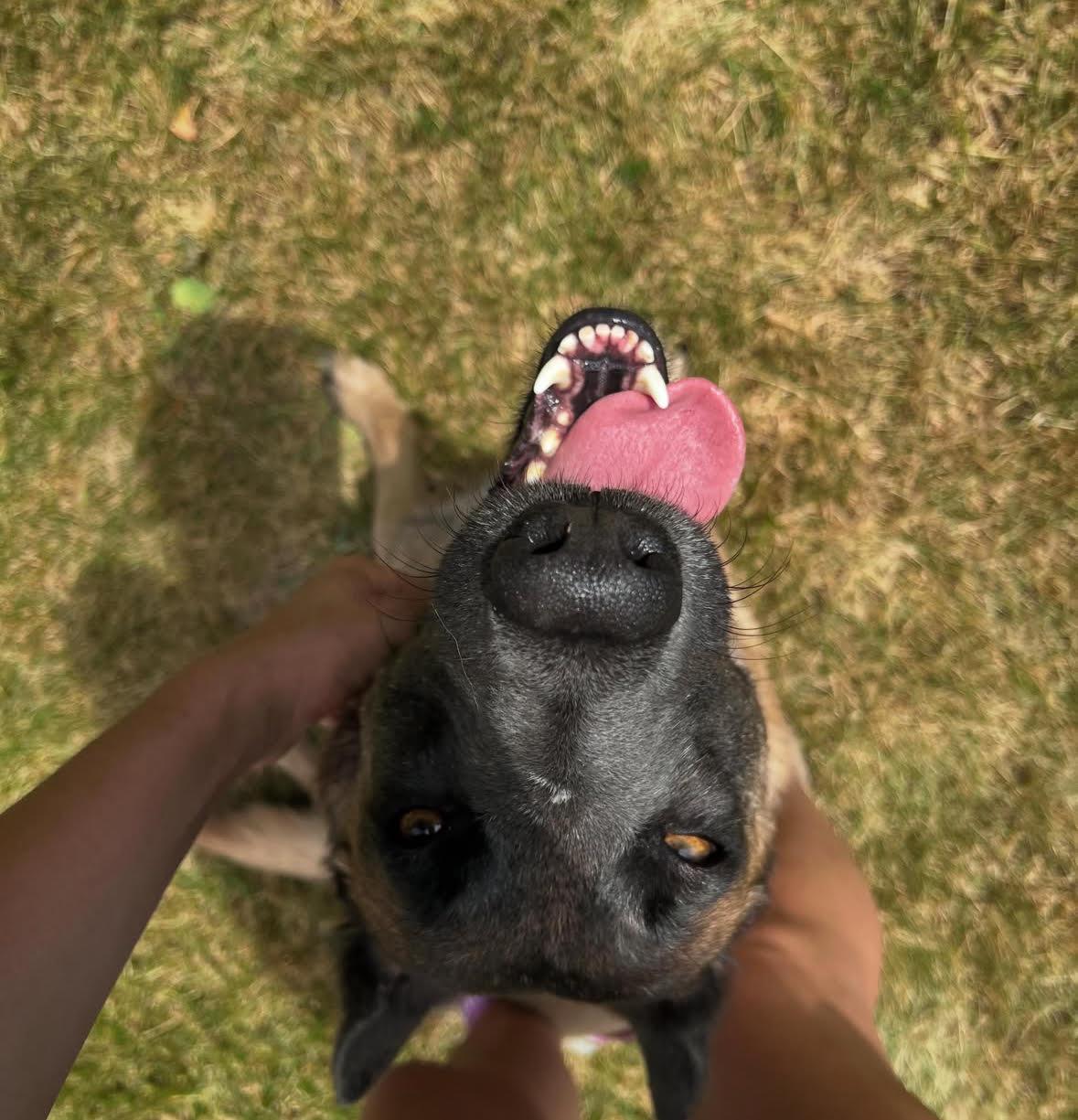 Grace, a ADOPTABLE Belgian Shepherd / Malinois in Duxbury, MA image 2/2