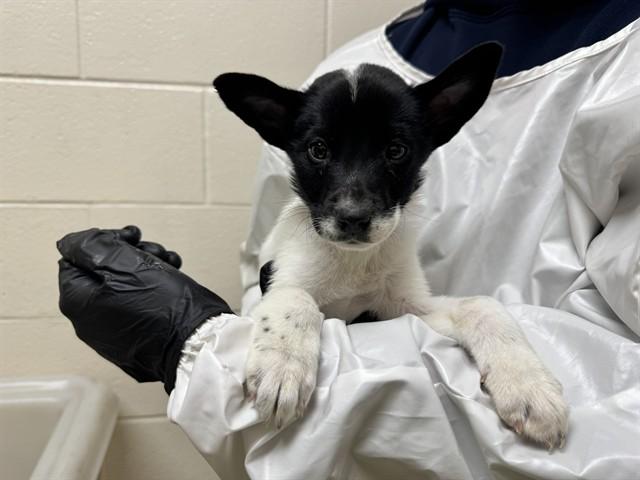 POPE HEYWARD, Adoptable, Puppy Male Labrador Retriever & Akita.