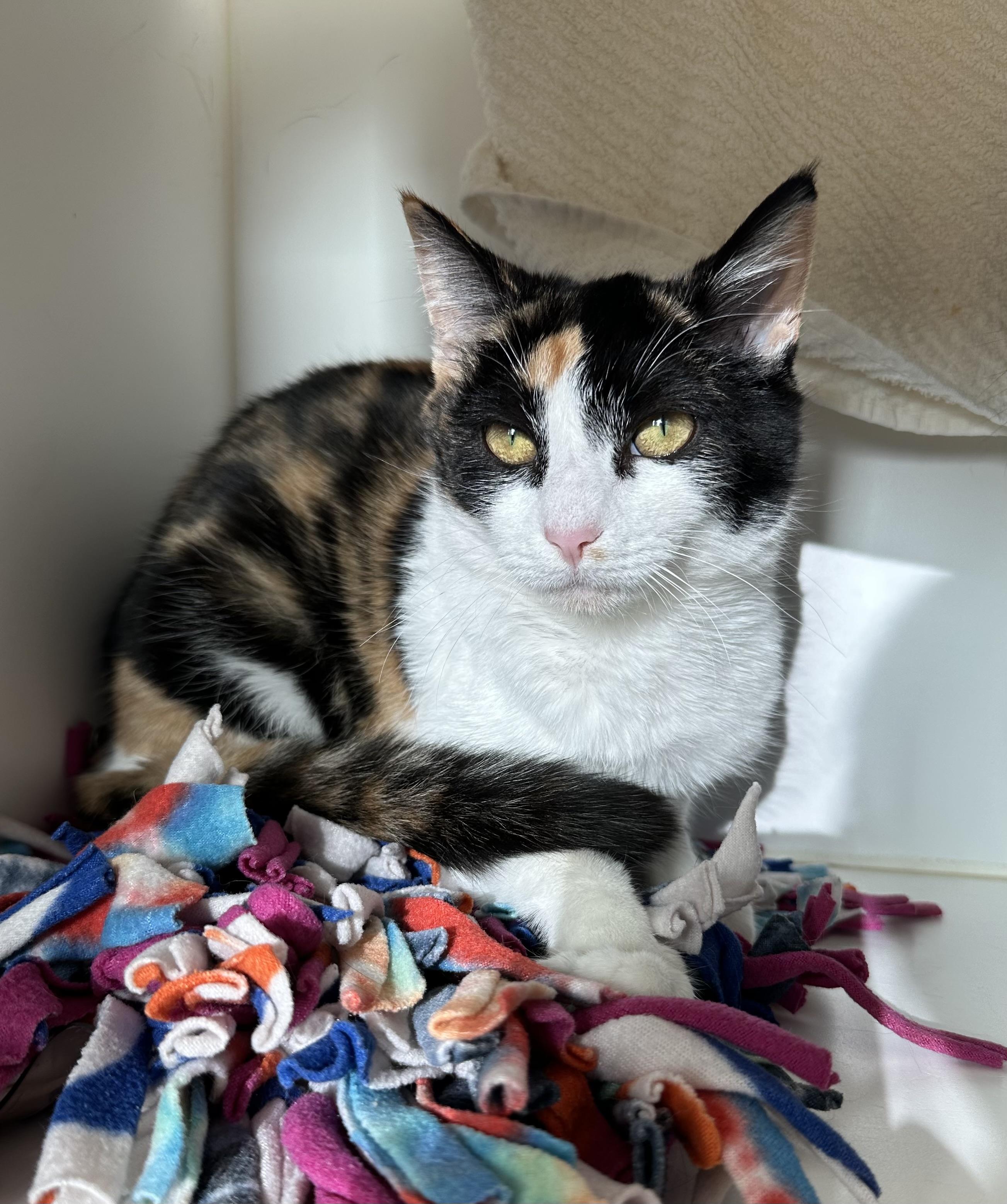 Pixel (ID 49313/3969)