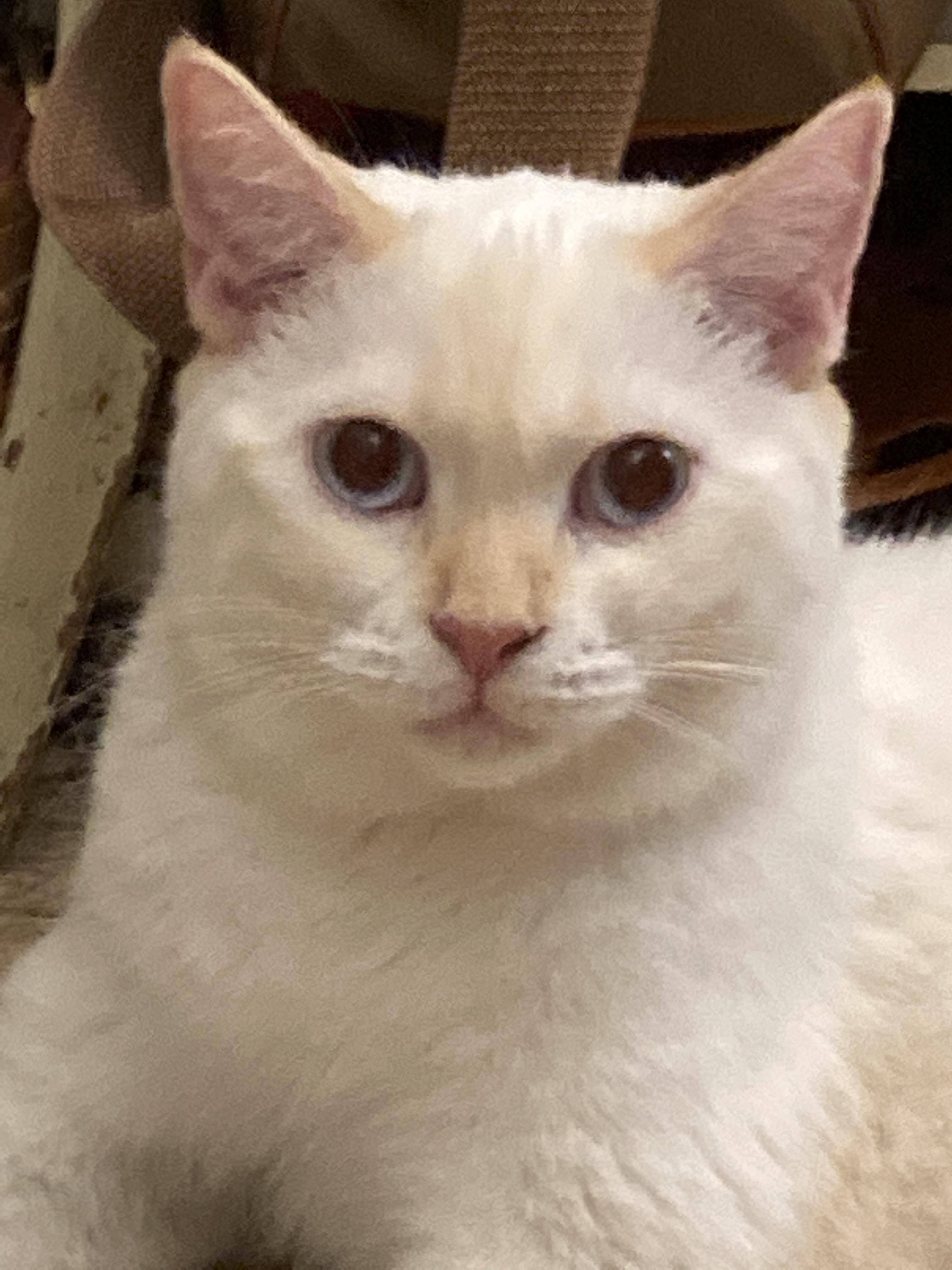 Teenie, Adopted, Adult Male Siamese & American Shorthair.