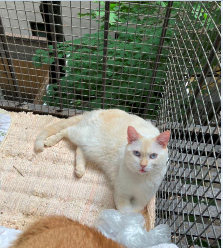 Teenie, a Adopted mixed breed in New York, NY image 3/5