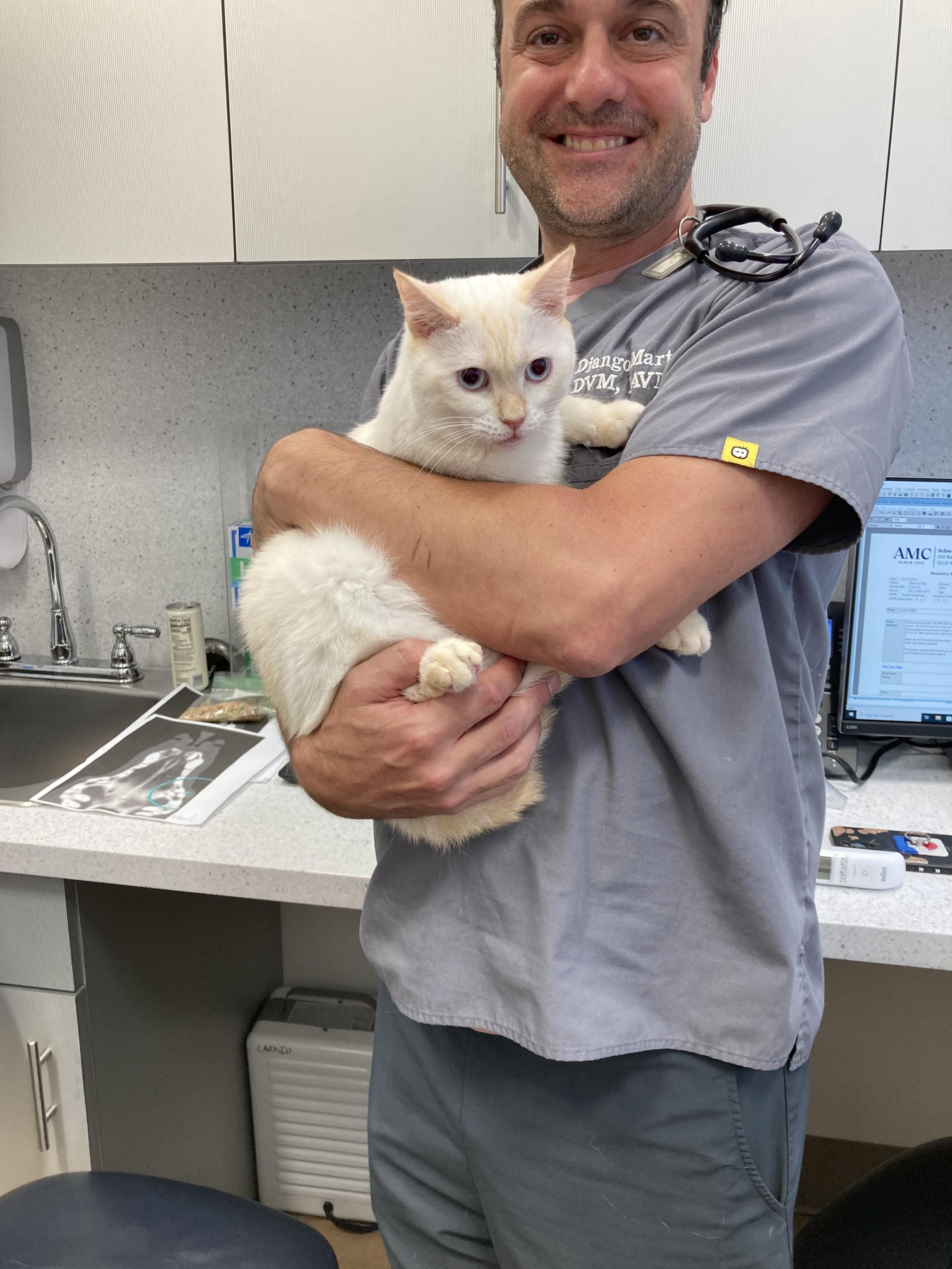 Teenie, a Adopted mixed breed in New York, NY image 2/5