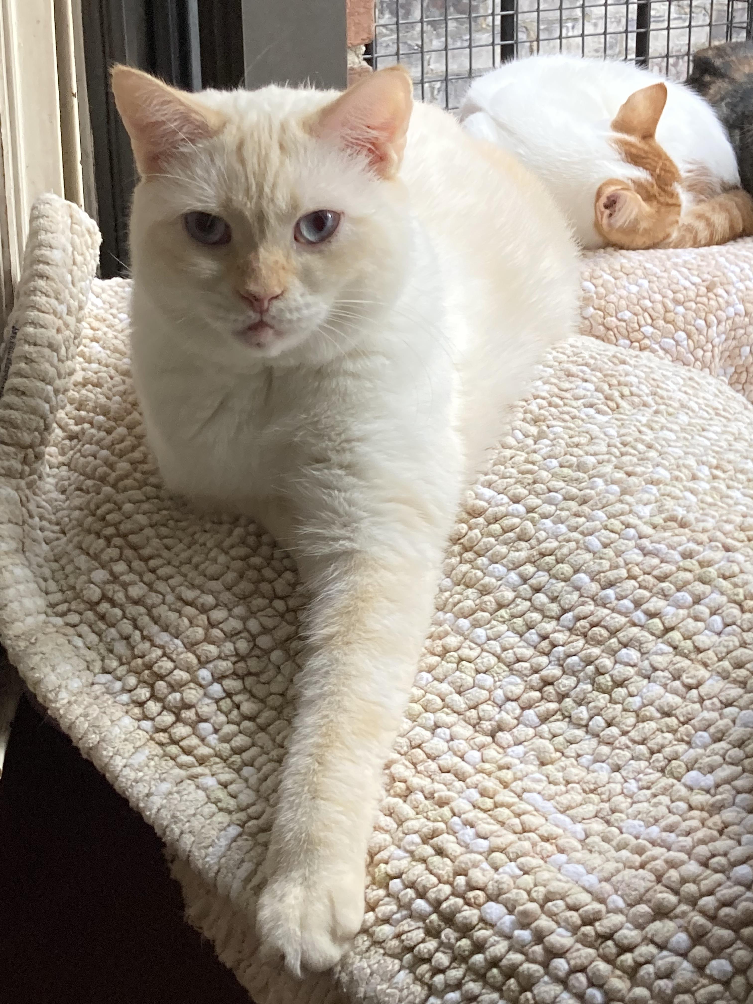 Teenie, a Adopted mixed breed in New York, NY image 4/5