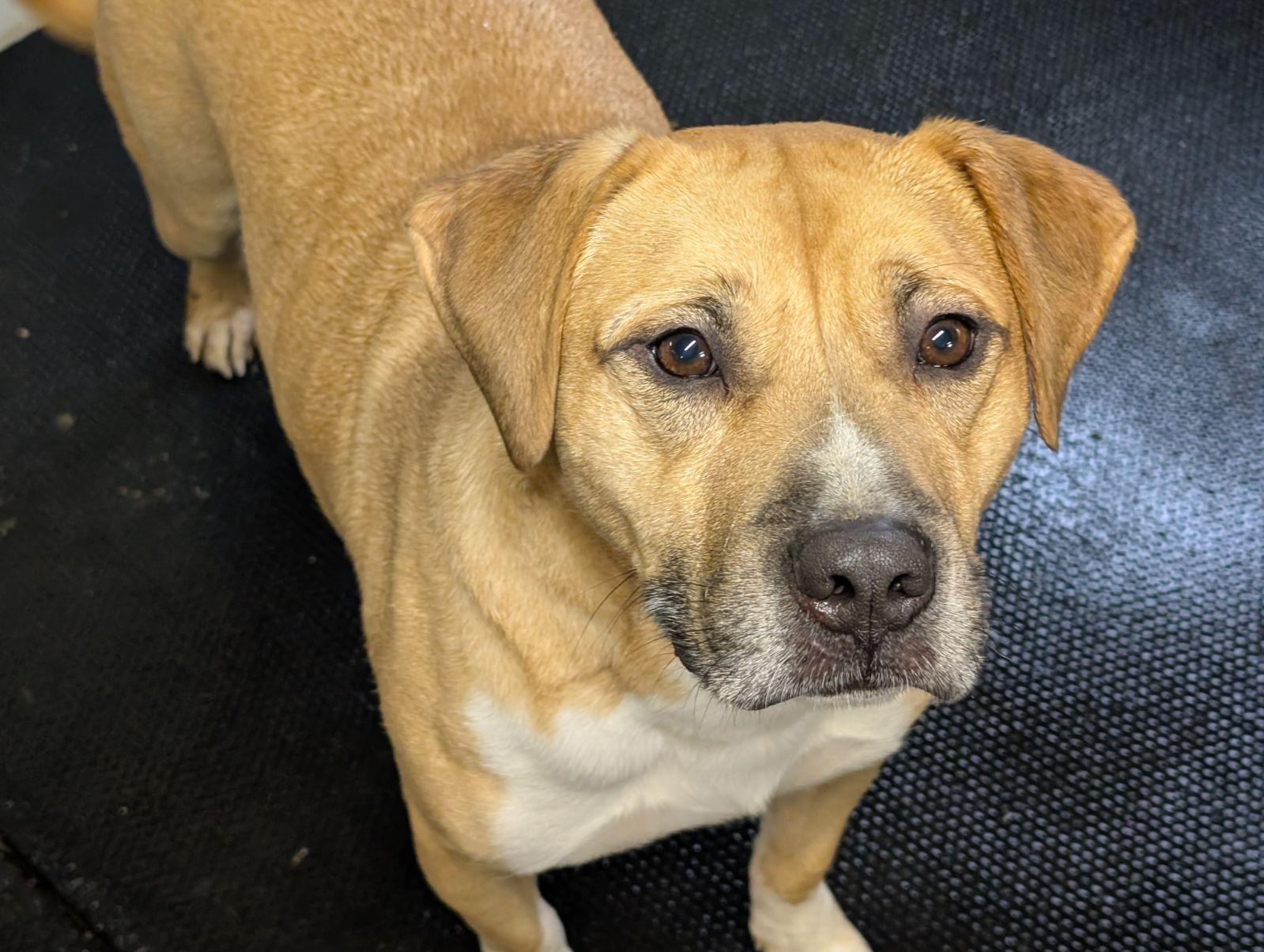 George, an adoptable mixed breed in Barrington Hills, IL image 2/3